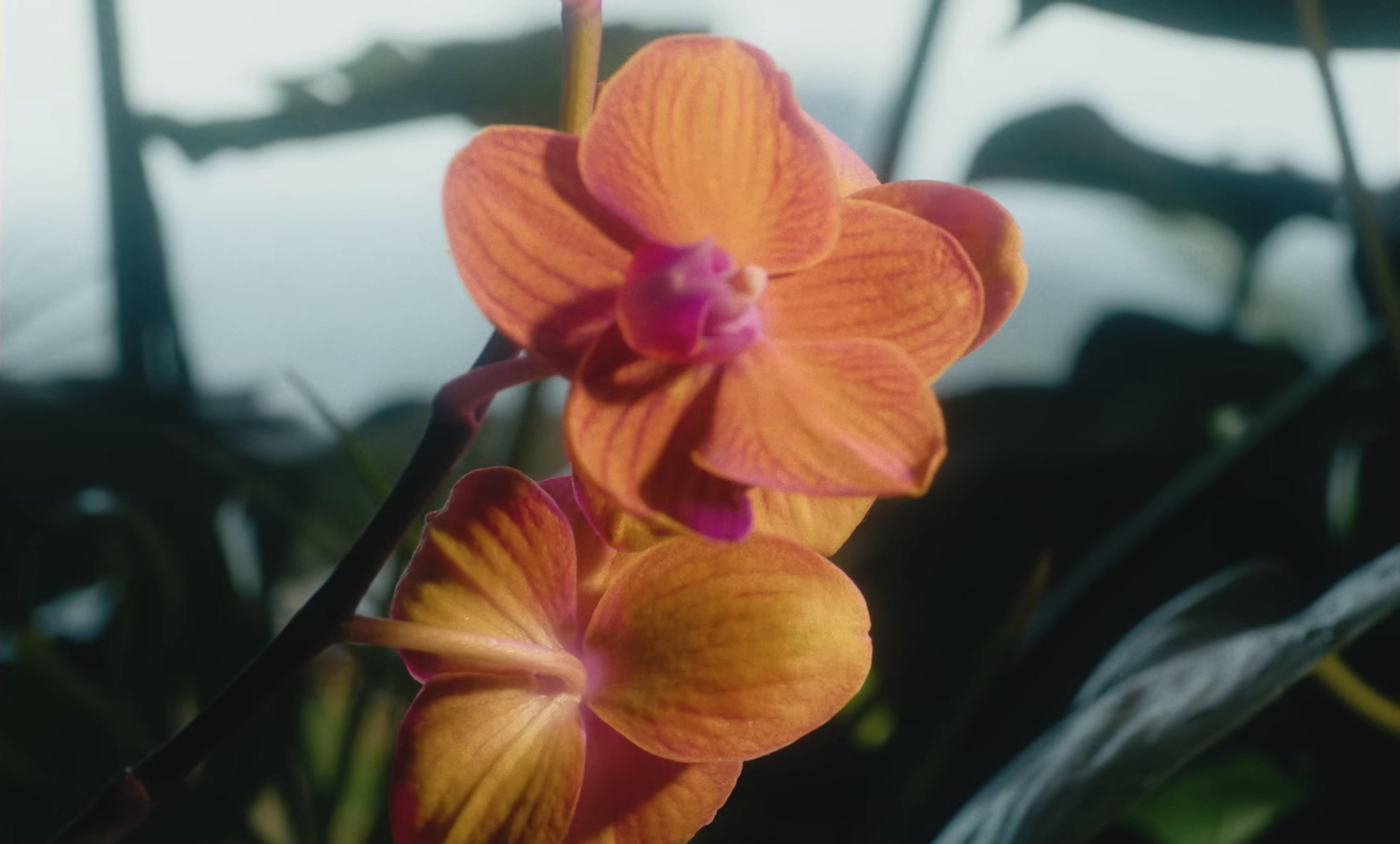 sad face :(  (2025) —  shot,  lighting