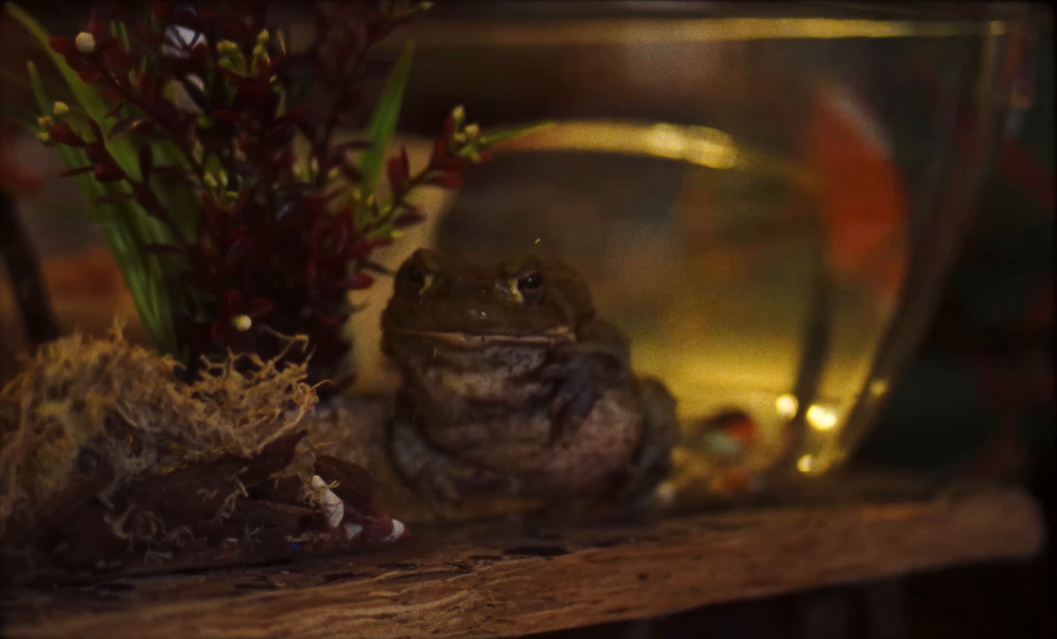 Bug (2024) —  shot,  lighting