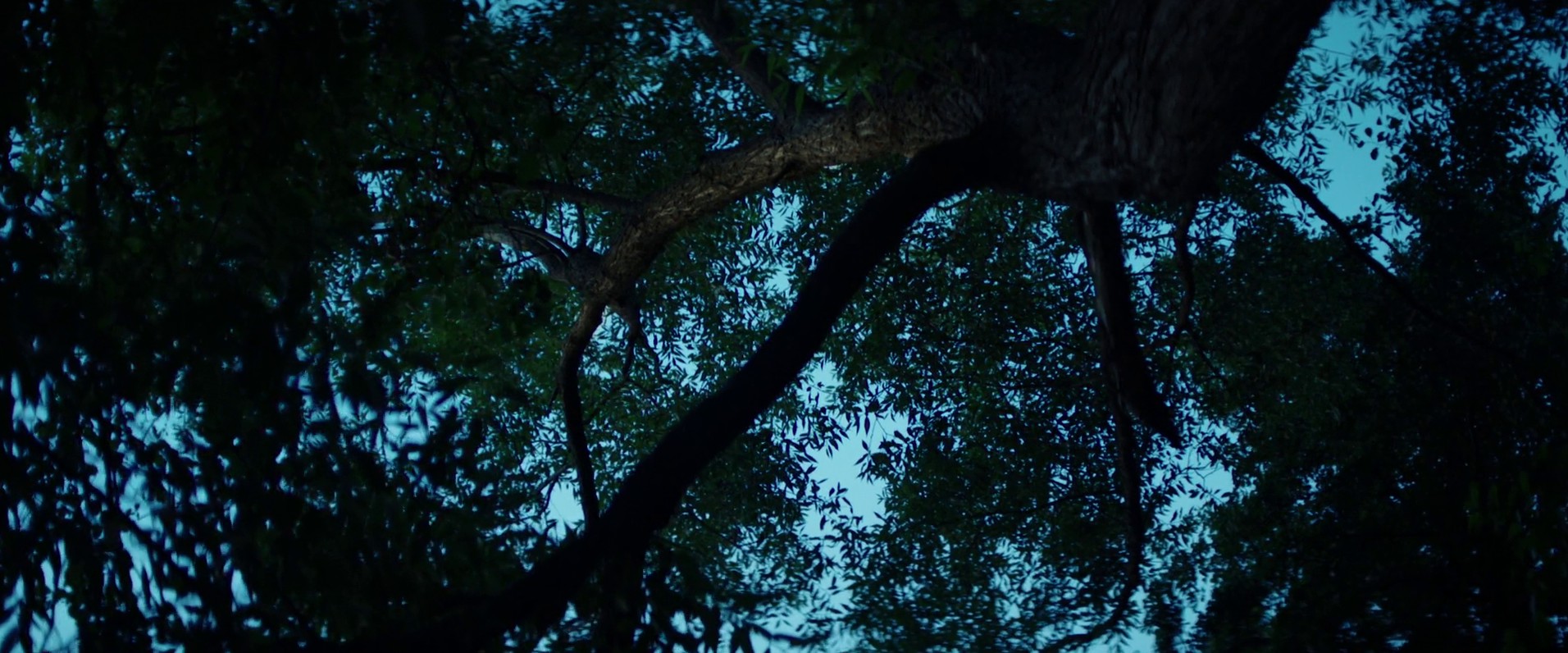 Covered In Dreams (2019) —  shot,  lighting