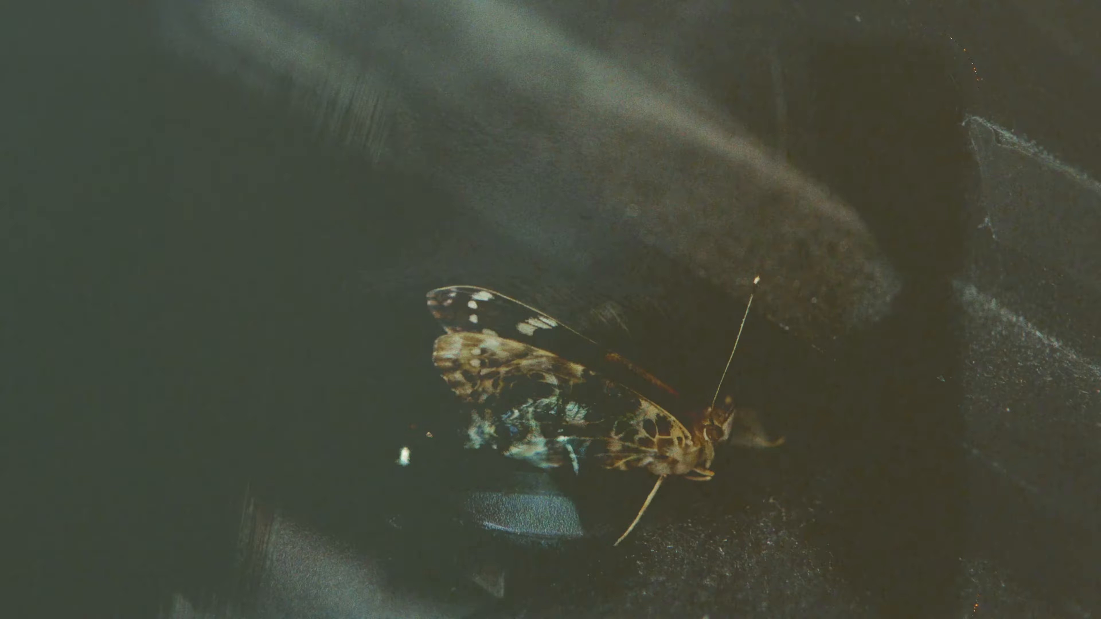 BUTTERFLY KISSES x CAN’T WIN EM ALL (2025) —  shot,  lighting