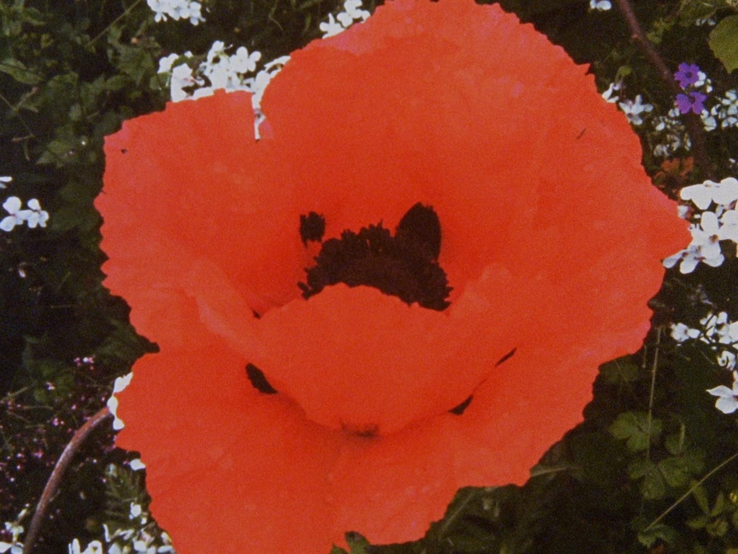 Wasteland No.1 - Ardent, Verdant (2017) —  shot,  lighting