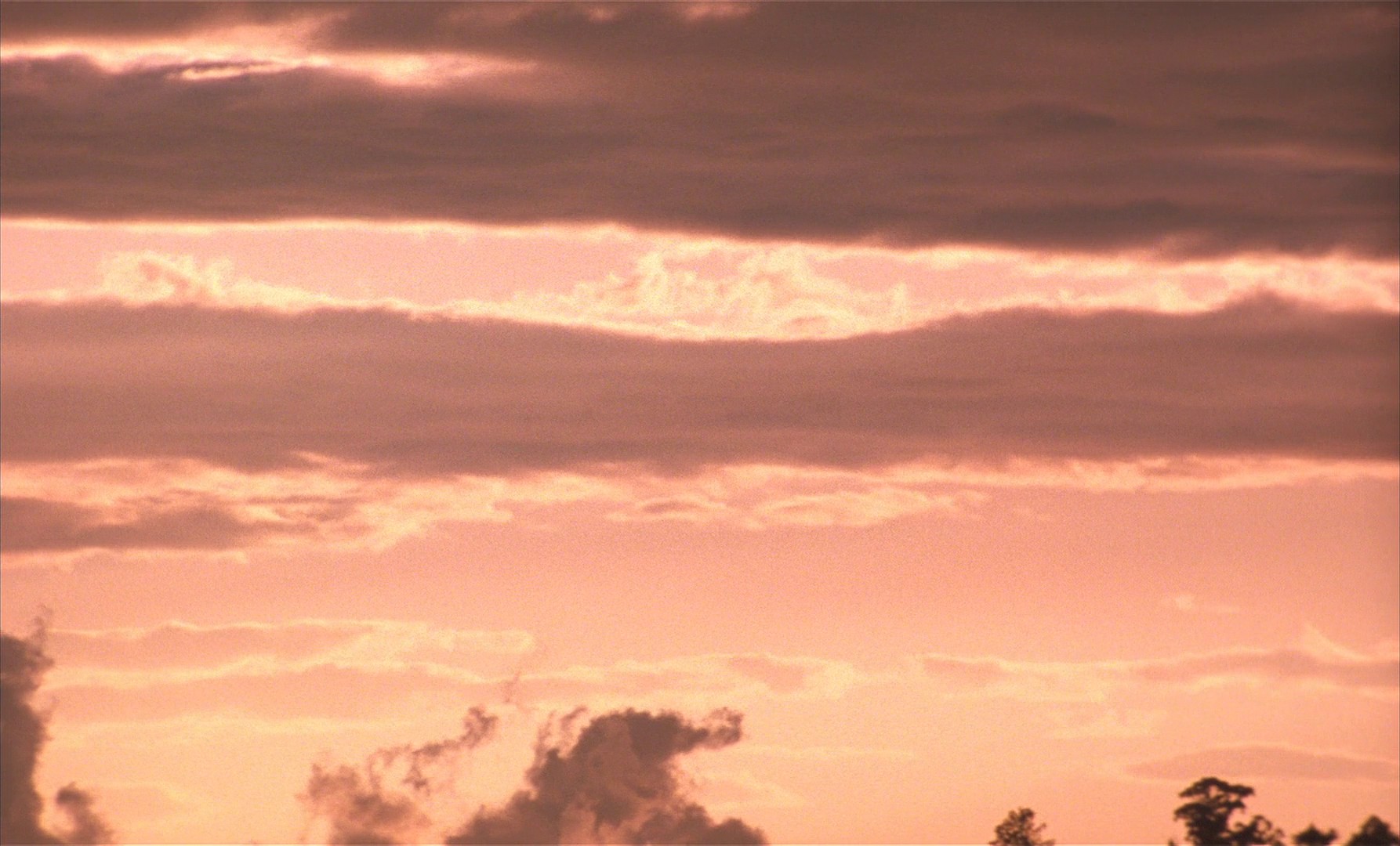 The Taste of Tea (2004) —  shot,  lighting