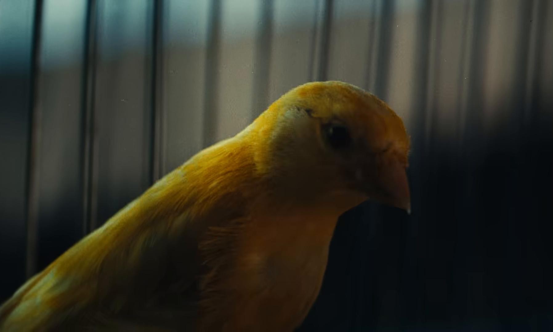 Flickers (2025) —  shot,  lighting