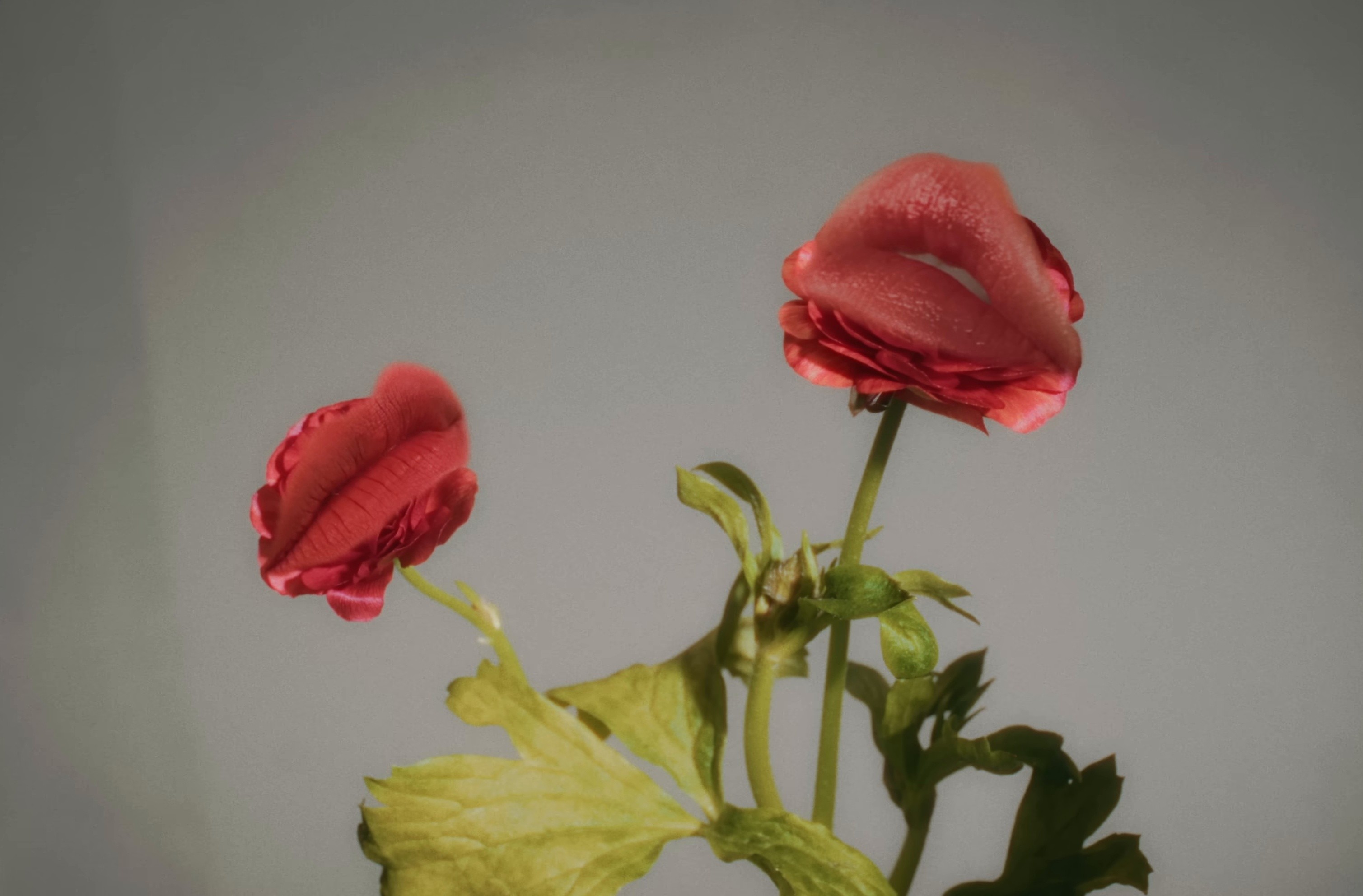 Nằm Bên Anh (2025) —  shot,  lighting