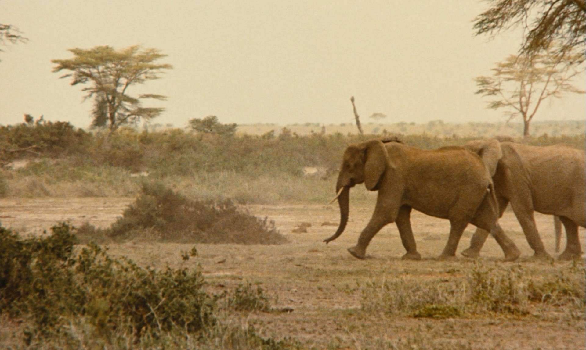 Hyenas (1992) —  shot,  lighting