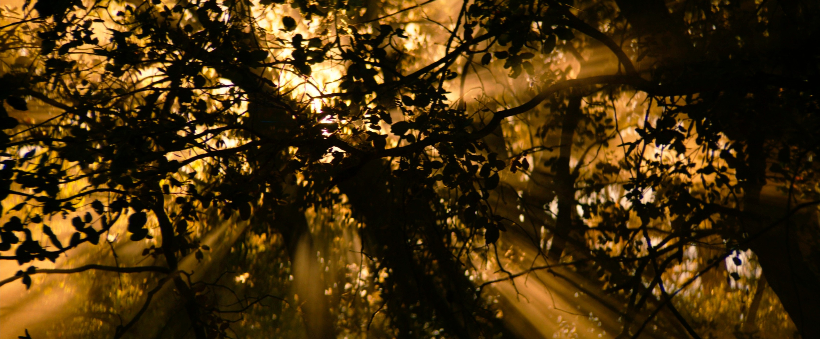 Wish I Was Here (2014) —  shot,  lighting