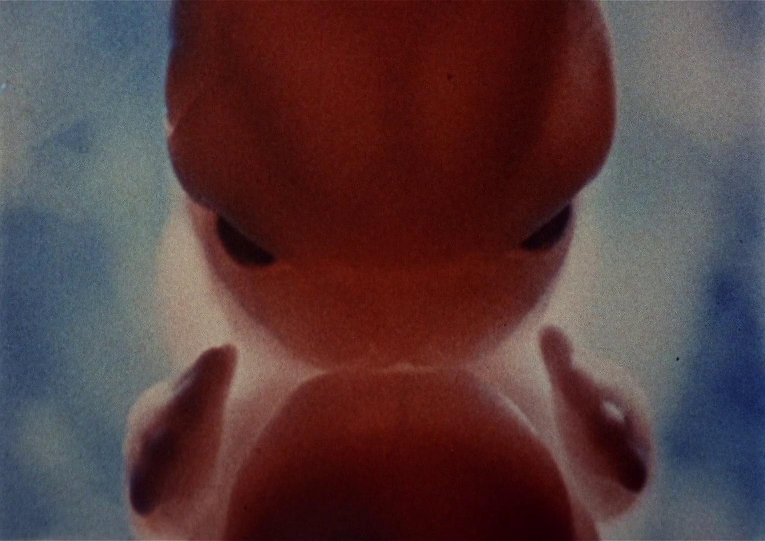 Sisters (1973) —  shot,  lighting