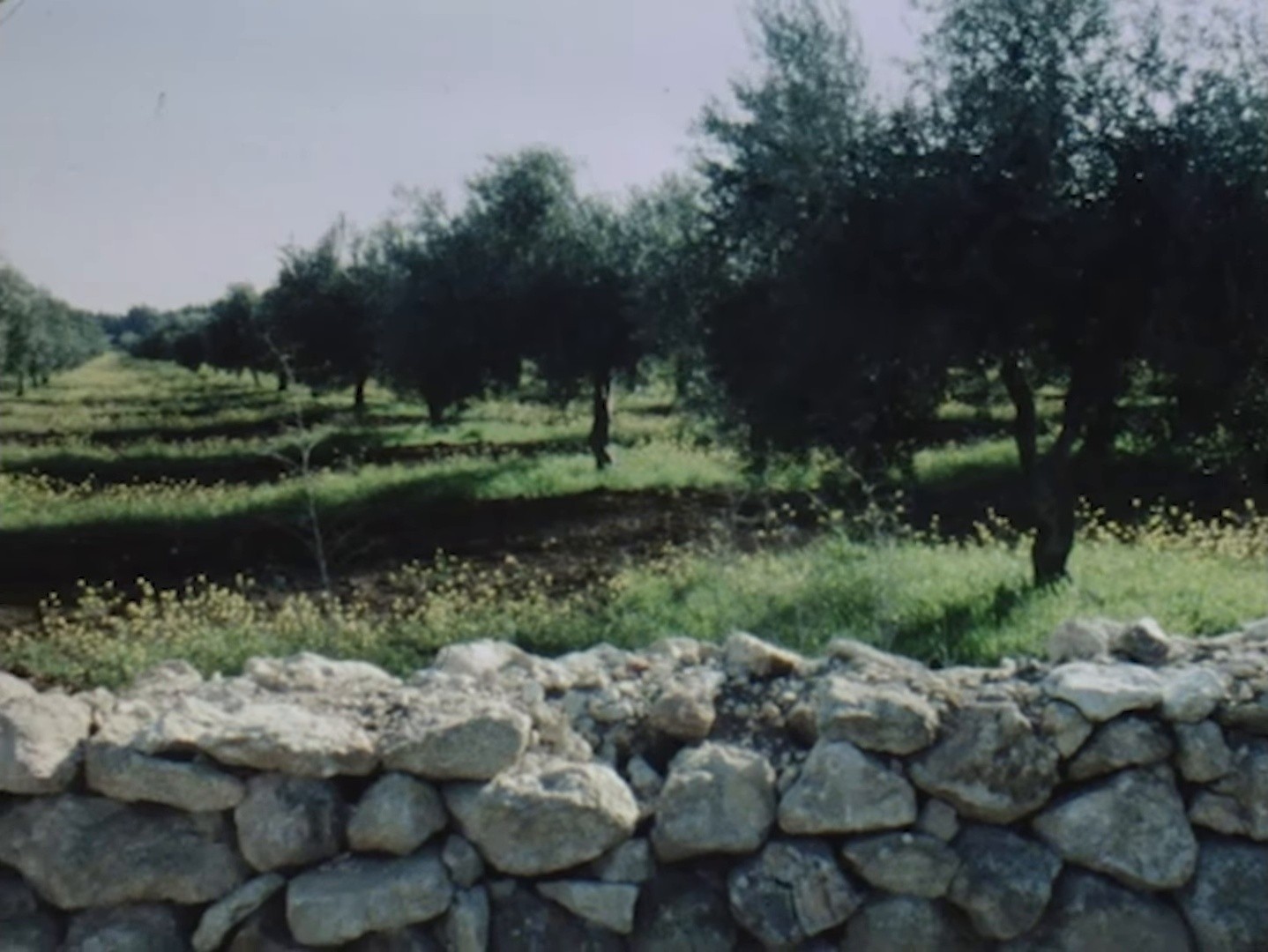 Olive tree (2025) —  shot,  lighting