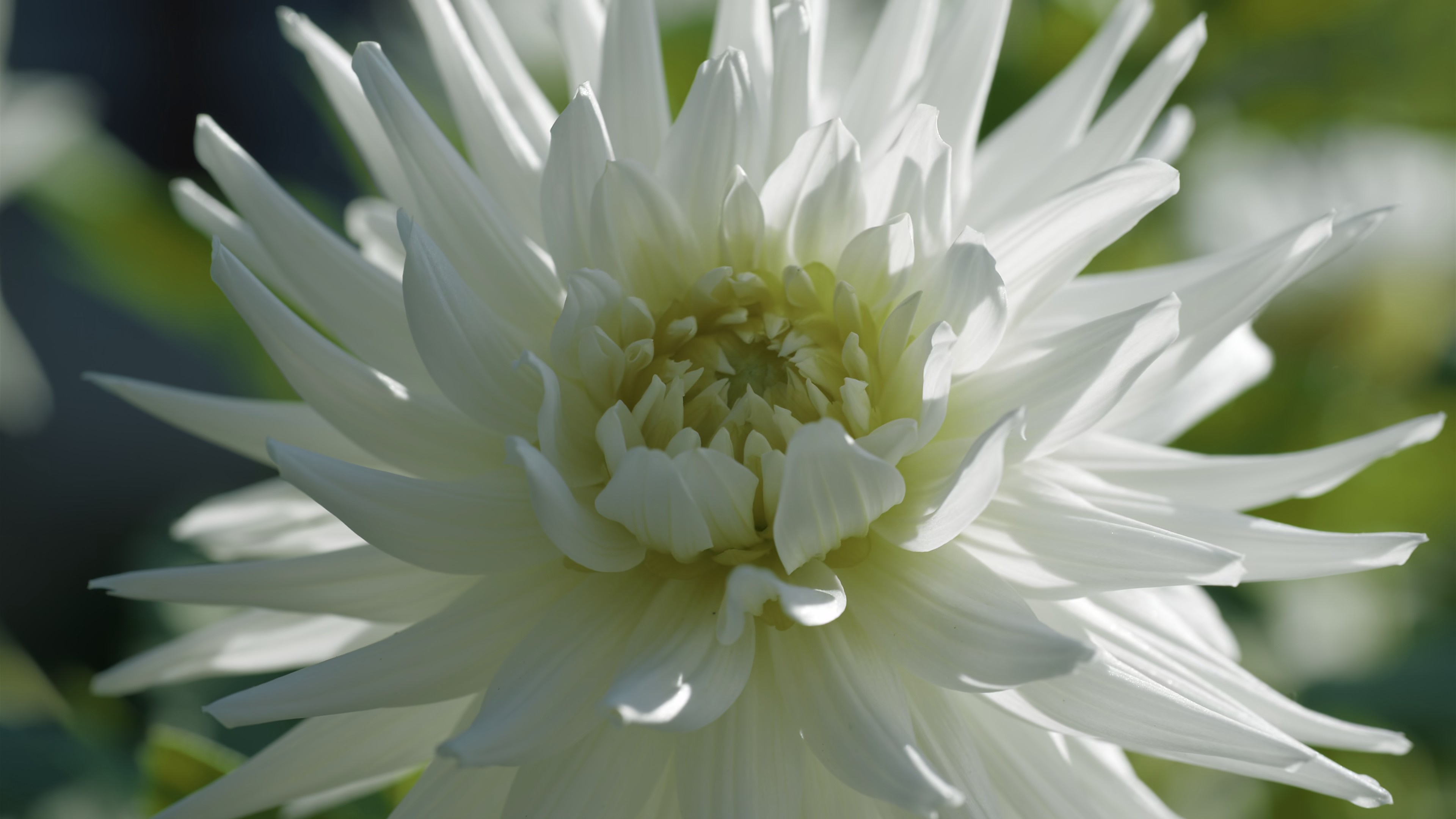 The Zone of Interest (2024) —  shot,  lighting