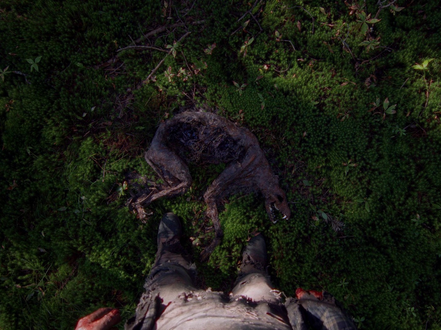 In a Violent Nature (2024) —  shot,  lighting