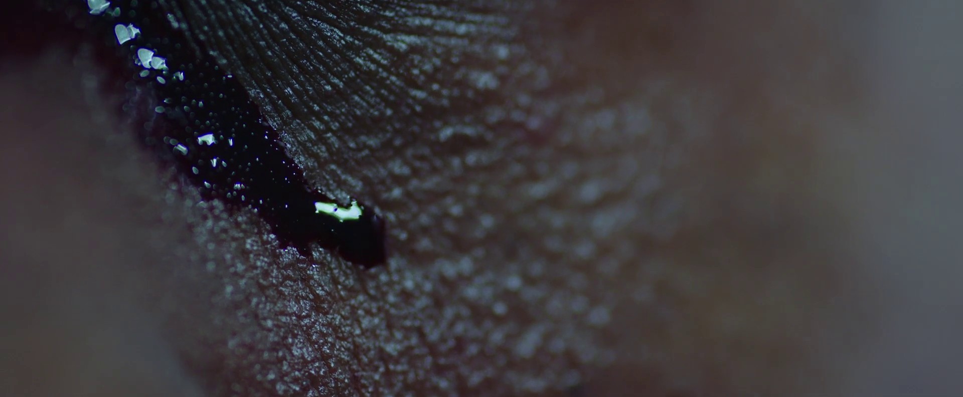 Birds In The Trap (2017) —  shot,  lighting