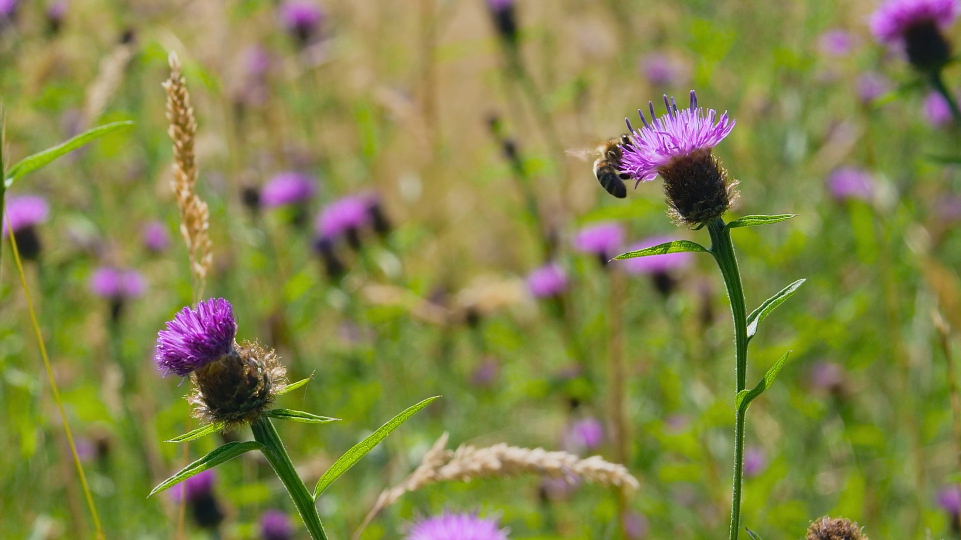 Following the Sun (2023) —  shot,  lighting