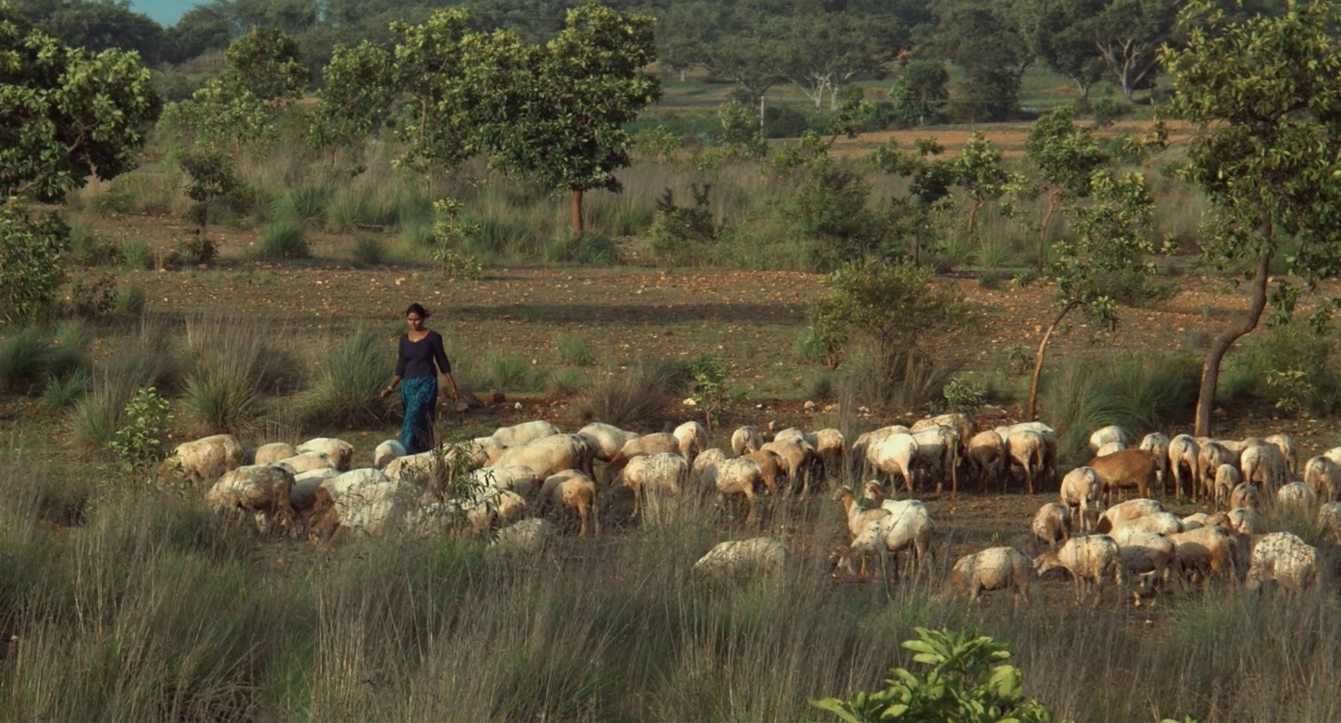 Thithi (2017) —  shot,  lighting