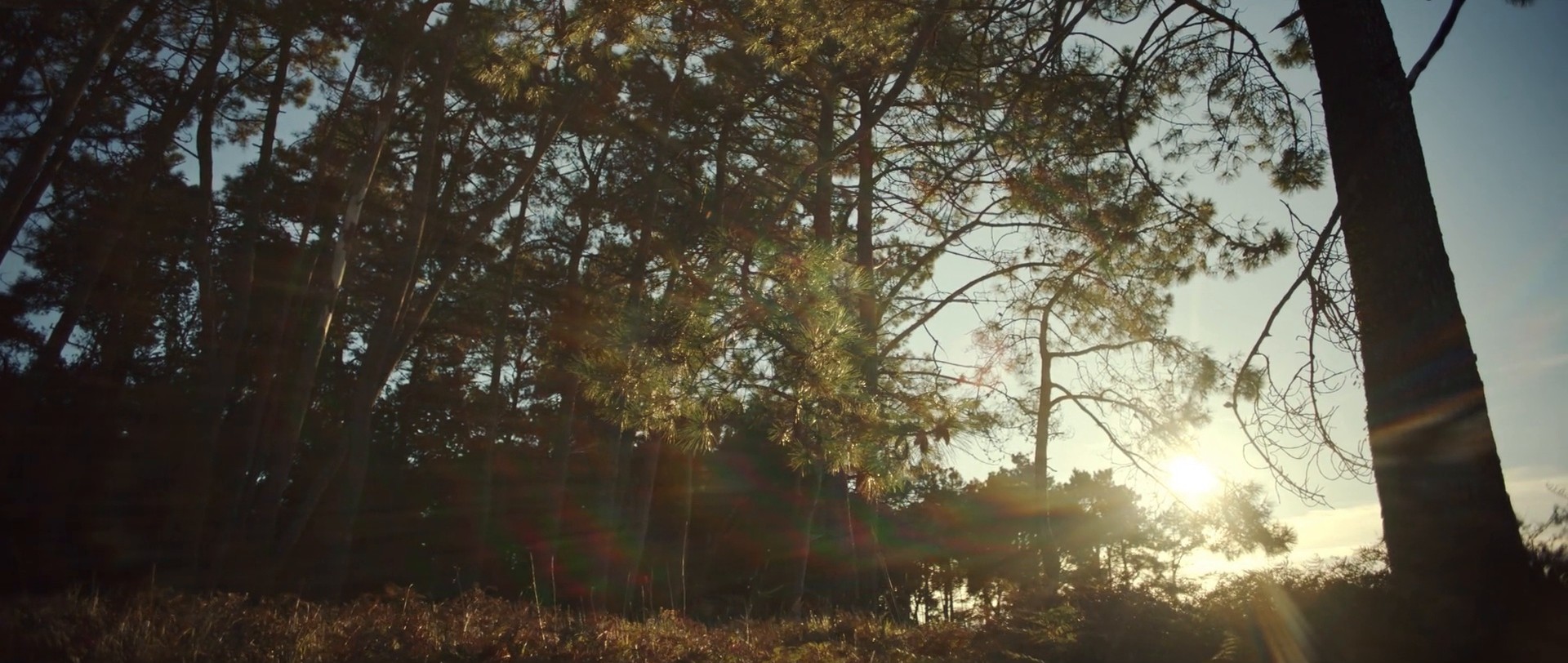 APOLLO & DAPHNE (2018) —  shot,  lighting