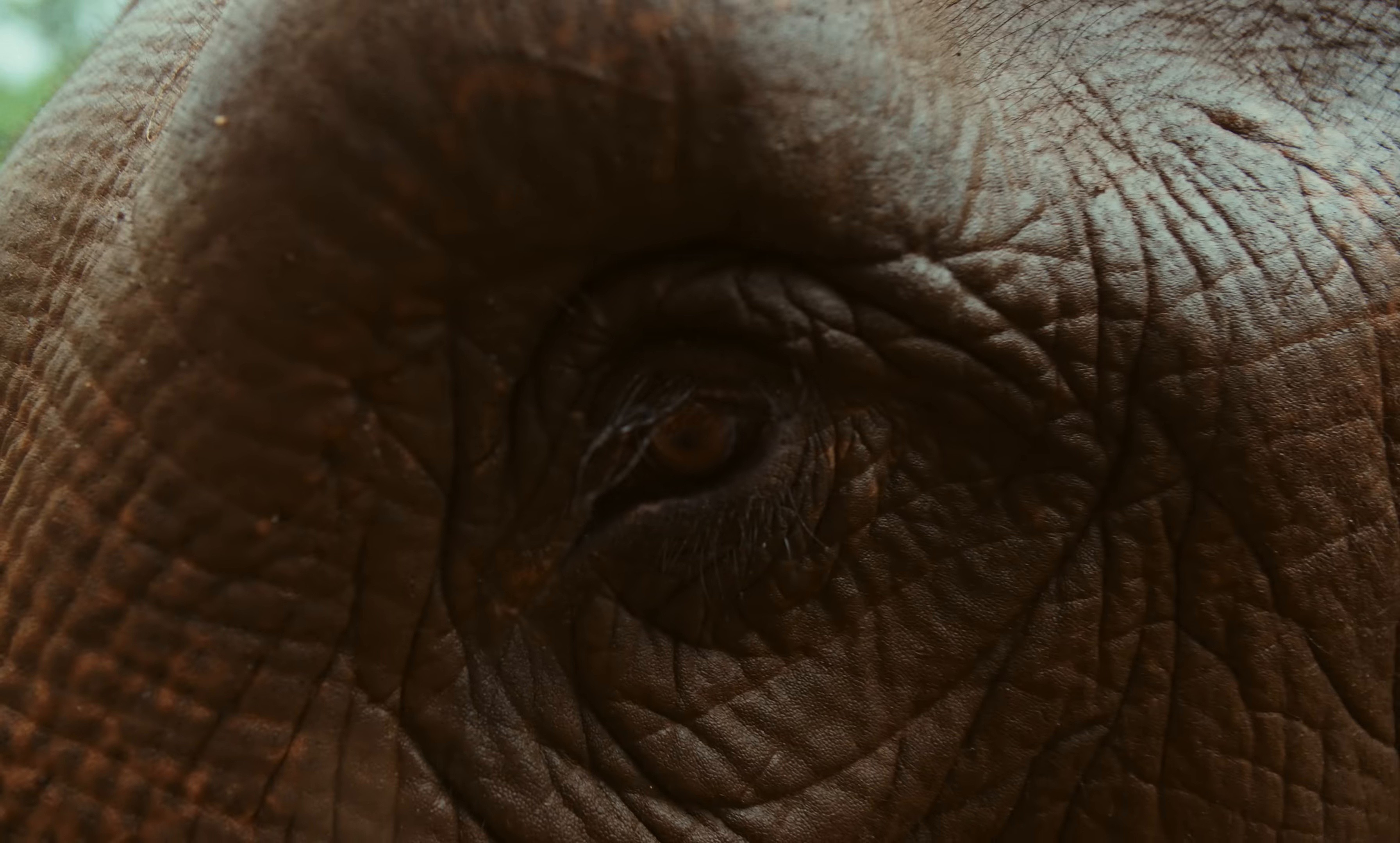 Prema (2025) —  shot,  lighting