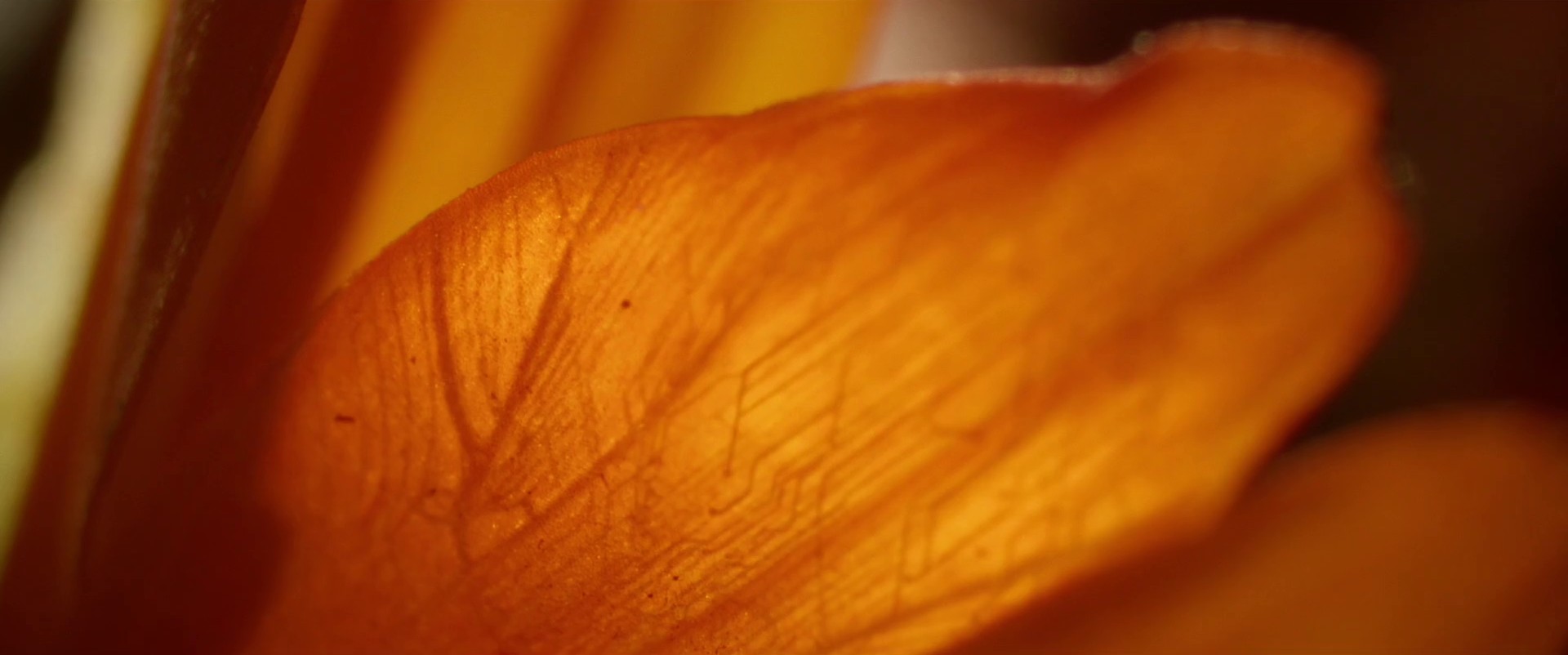 Polestar - Polestar 4 (2024) —  shot,  lighting