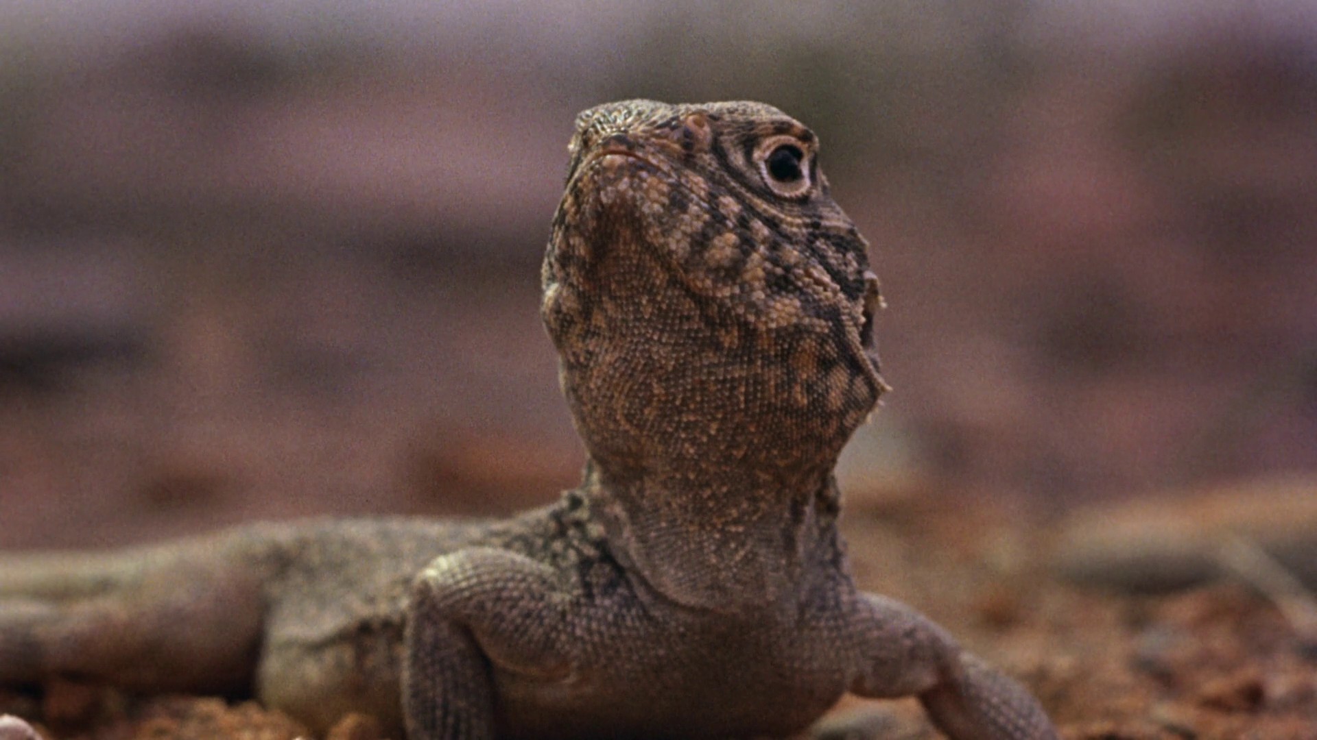 Walkabout (1971) —  shot,  lighting