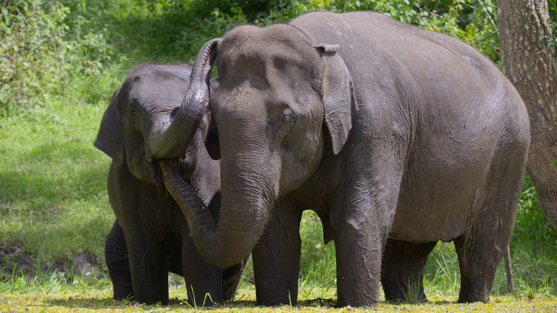 Freedom to Roam (2023) —  shot,  lighting