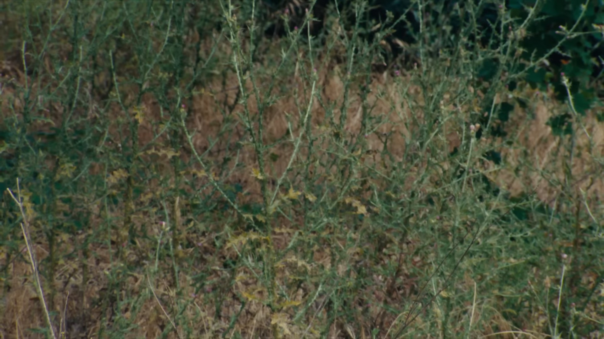 Thought You Were Waving (2024) —  shot,  lighting