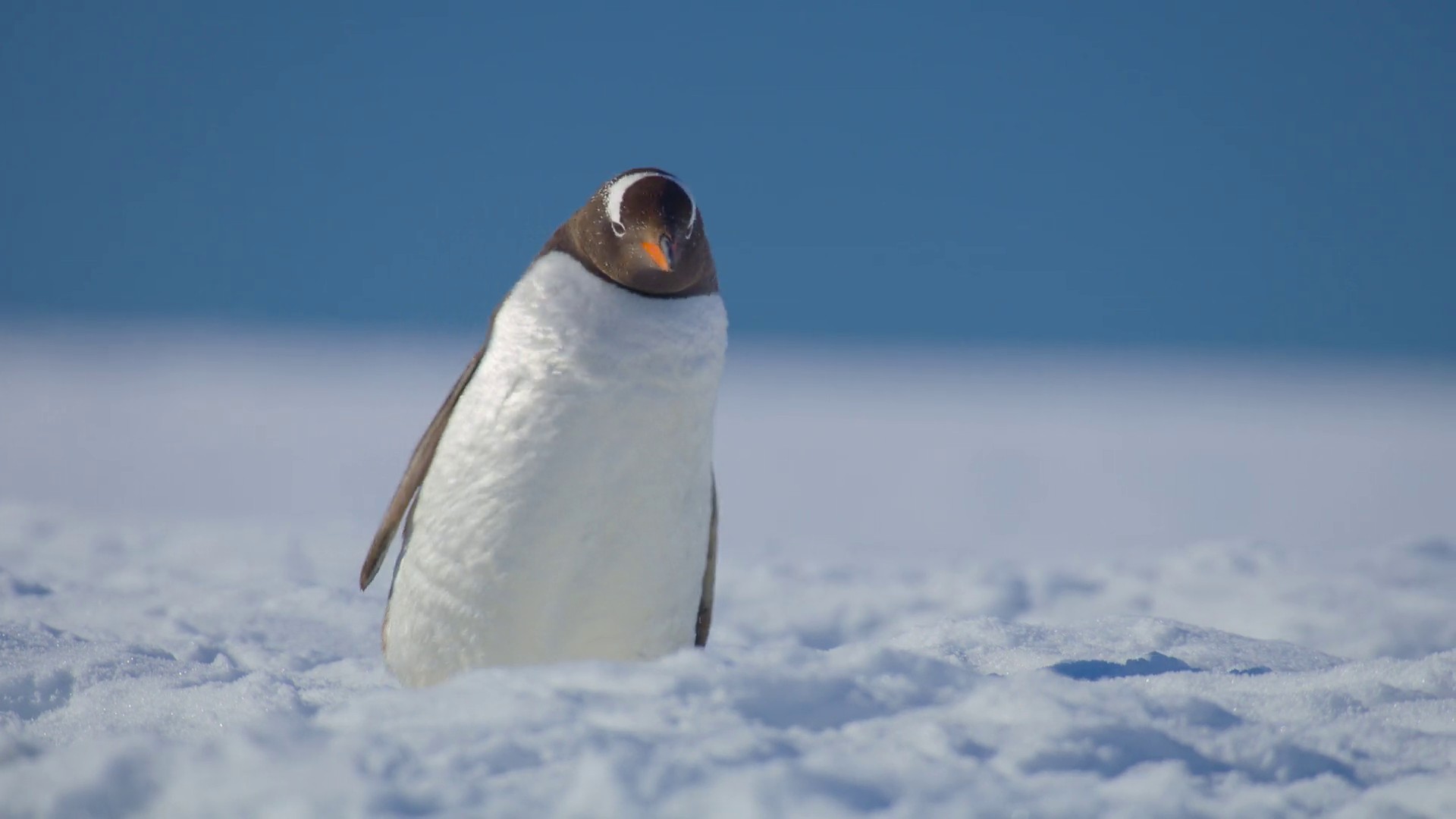 Freedom to Roam (2023) —  shot,  lighting