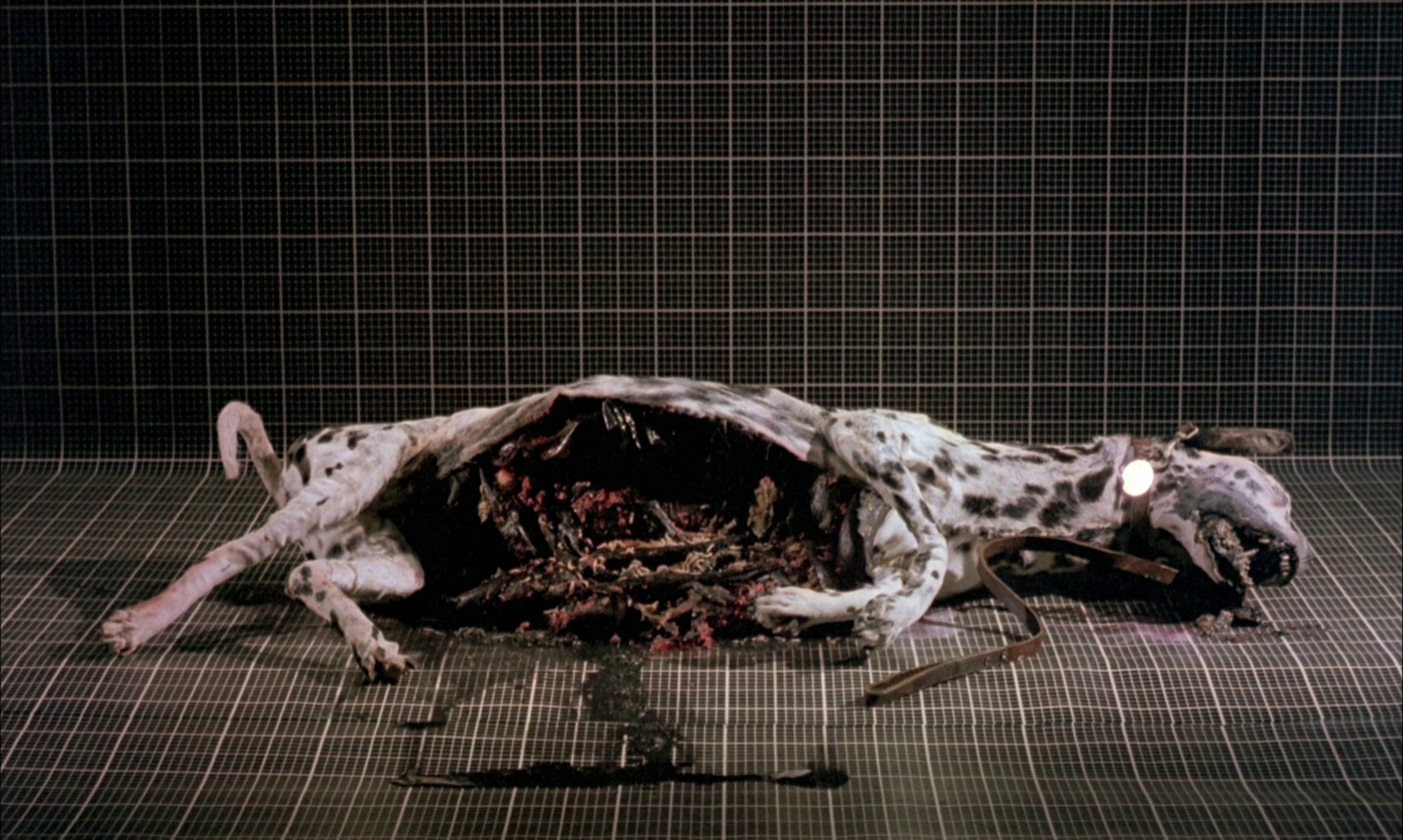 A Zed & Two Noughts (1985) —  shot,  lighting