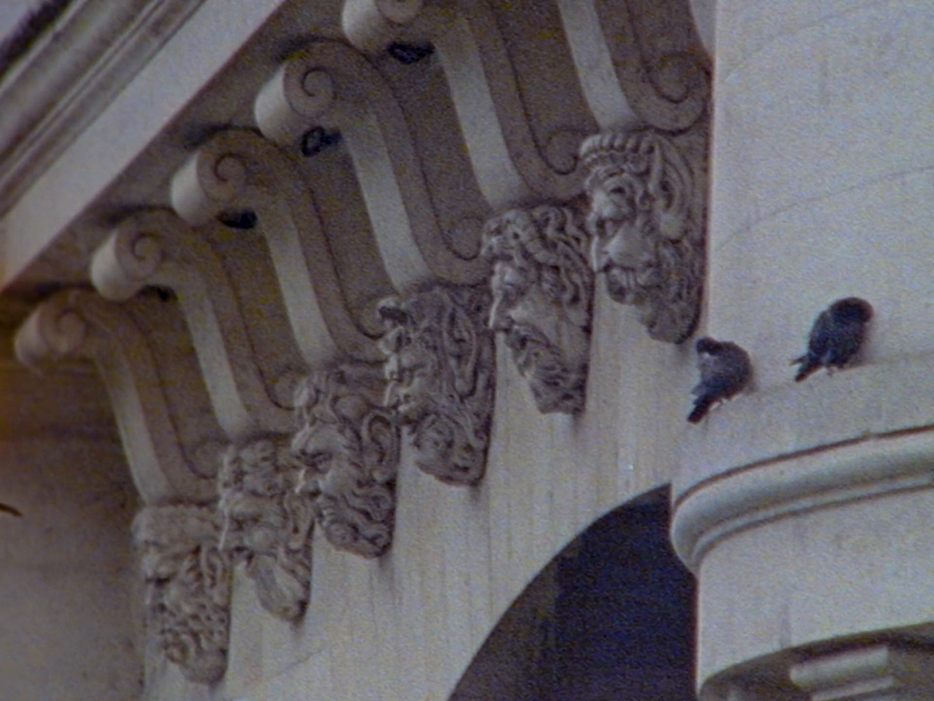 TAGLIATORE FW24 (2024) —  shot,  lighting