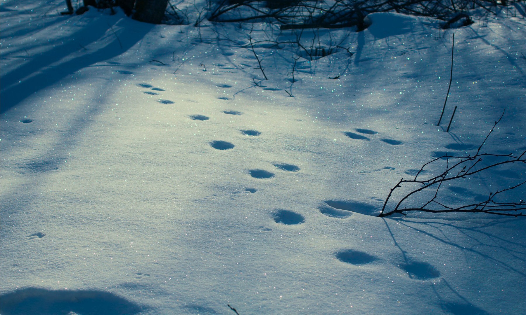 Evil Does Not Exist (2024) —  shot,  lighting