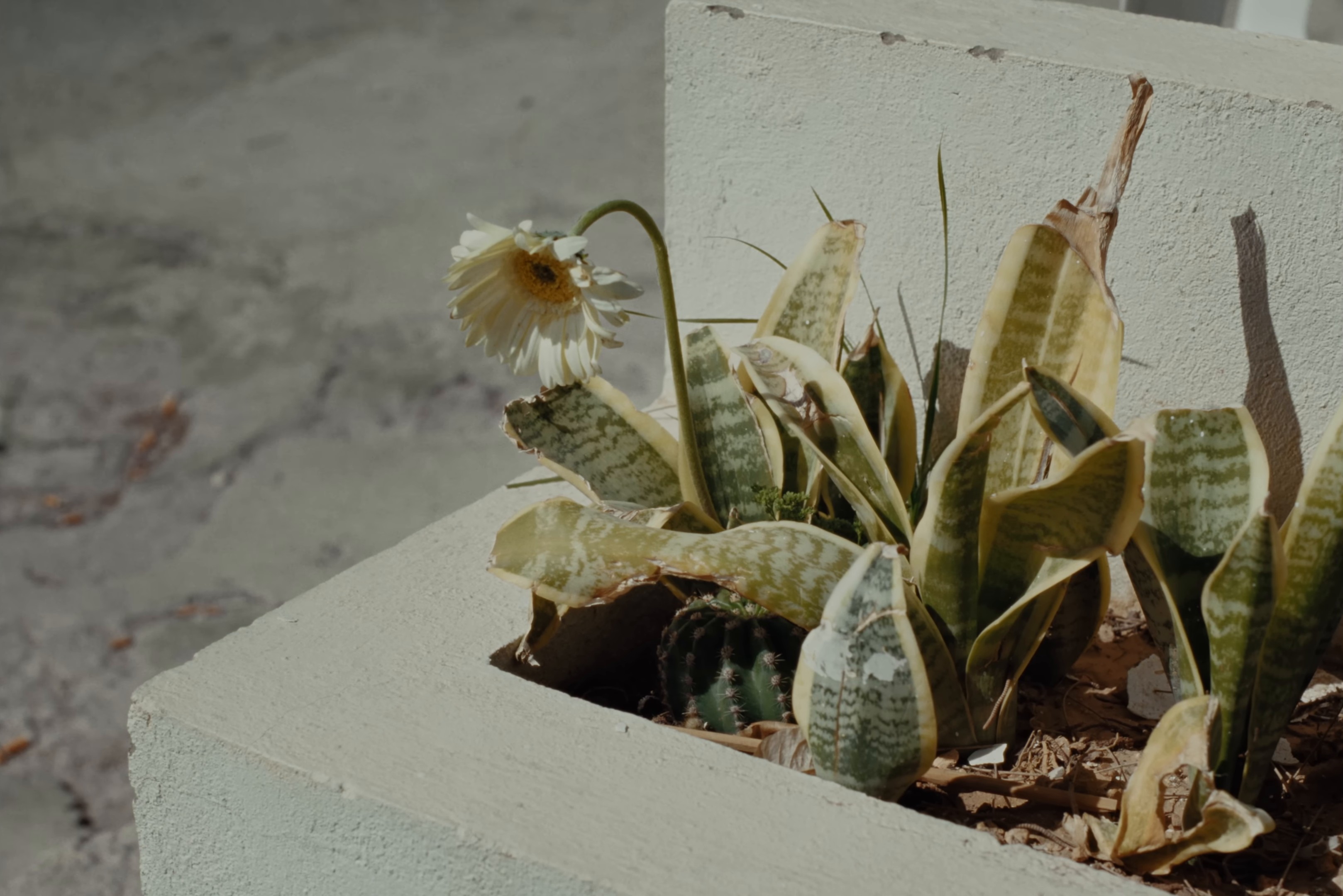 RA TA TA (2024) —  shot,  lighting