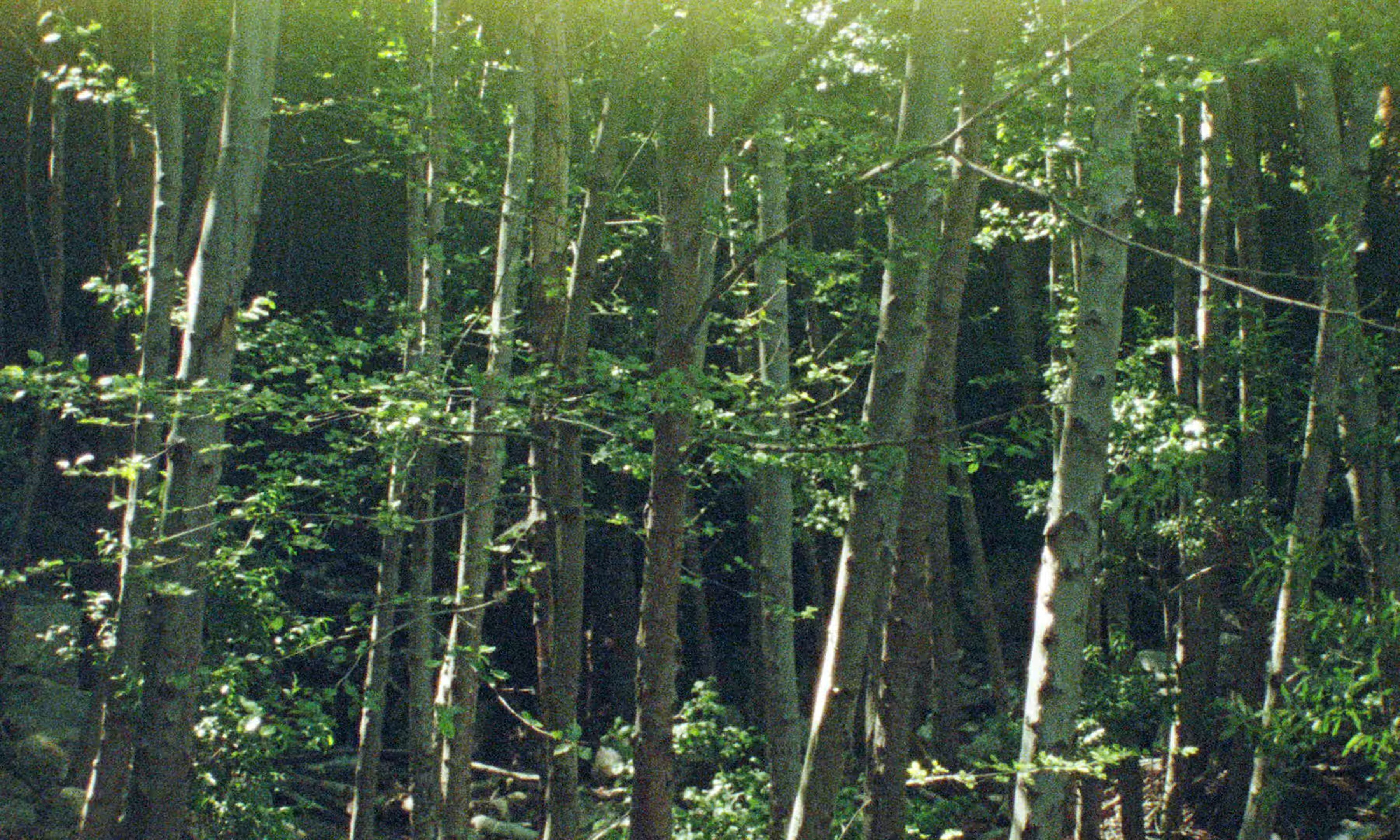 Disiniblud (2025) —  shot,  lighting