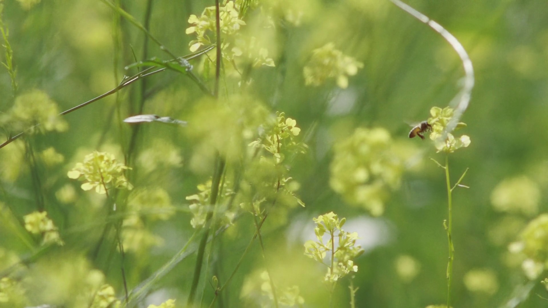 Settled In (2020) —  shot,  lighting