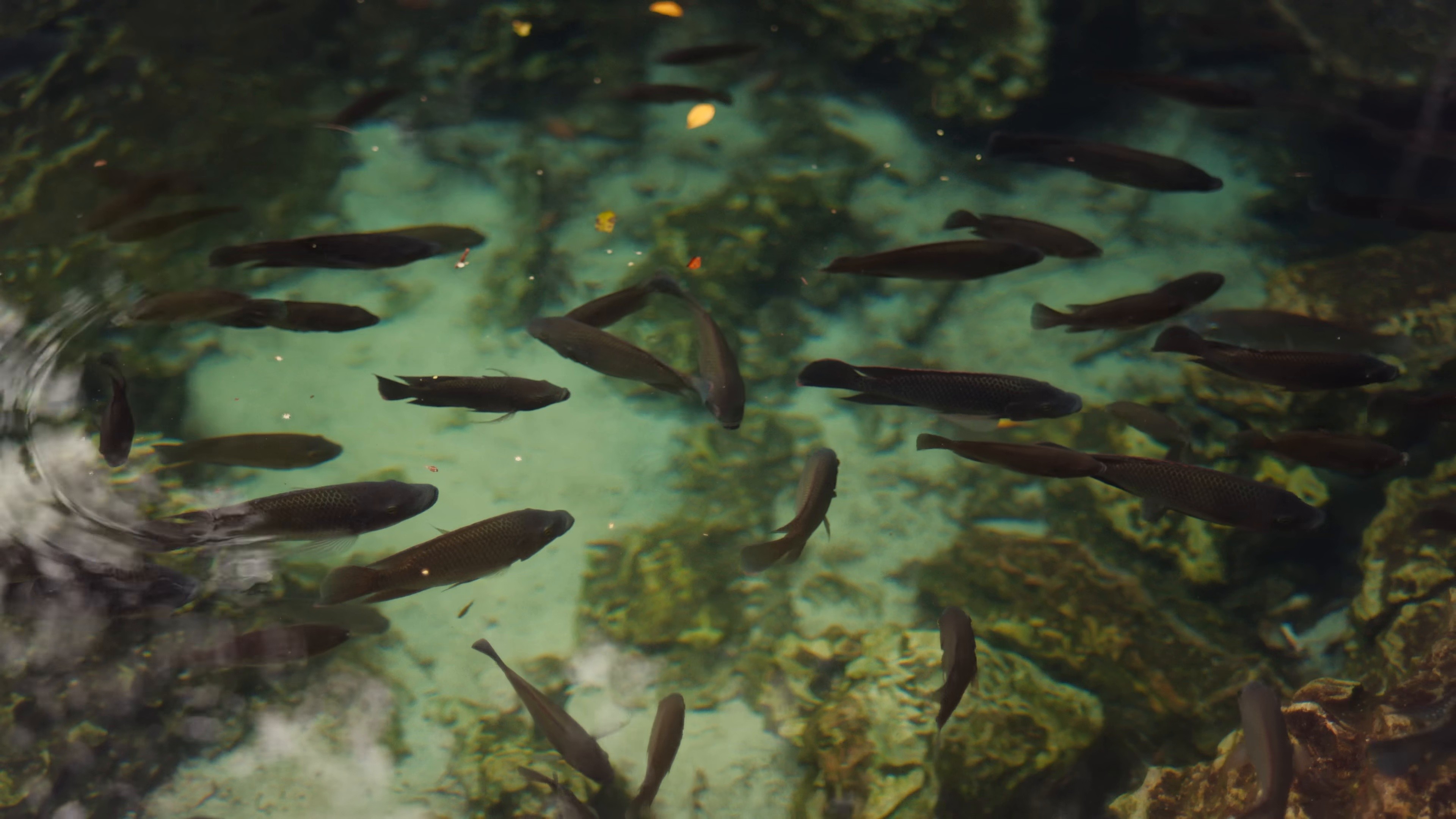 Frente al Mar (Ozuna Remix) (2024) —  shot,  lighting