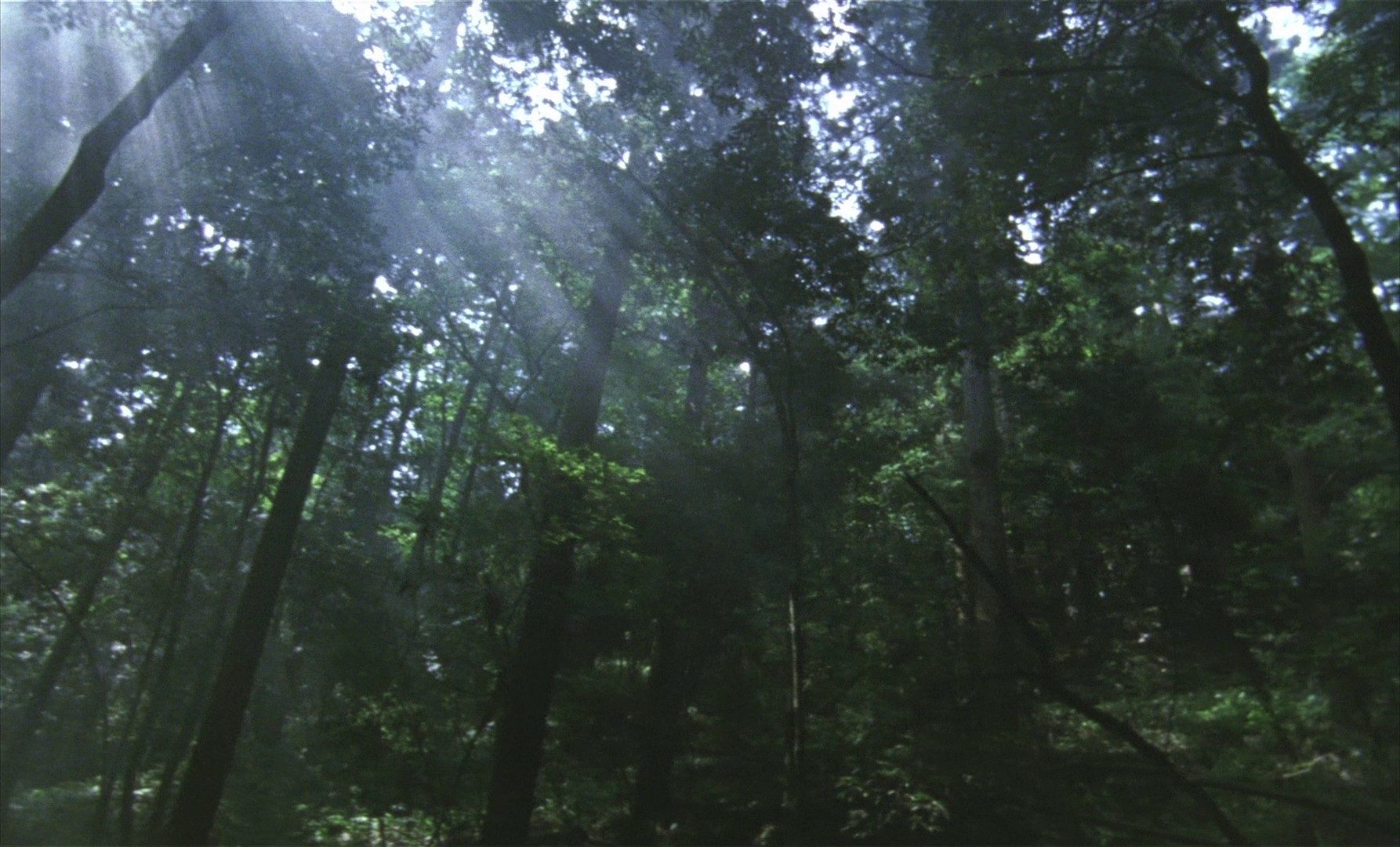 The Taste of Tea (2004) —  shot,  lighting