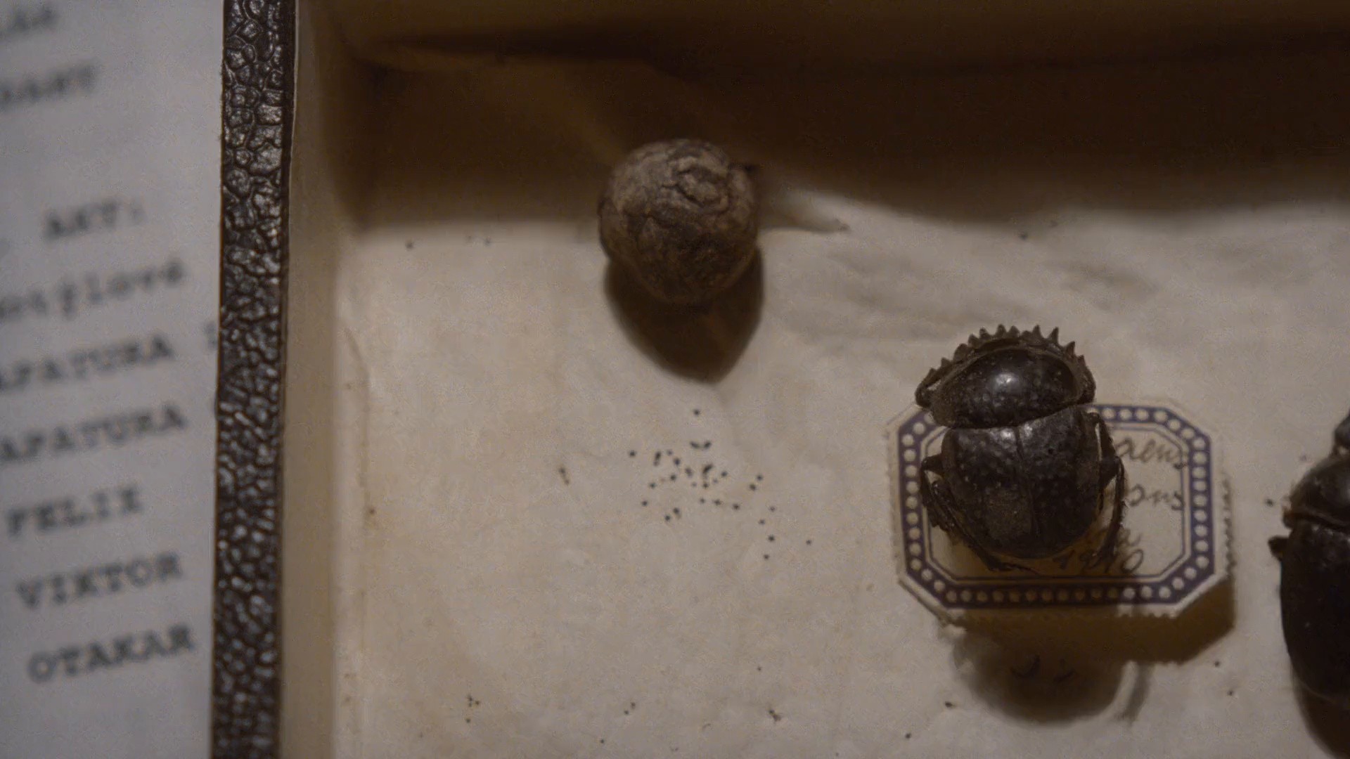 Insect (2018) —  shot,  lighting