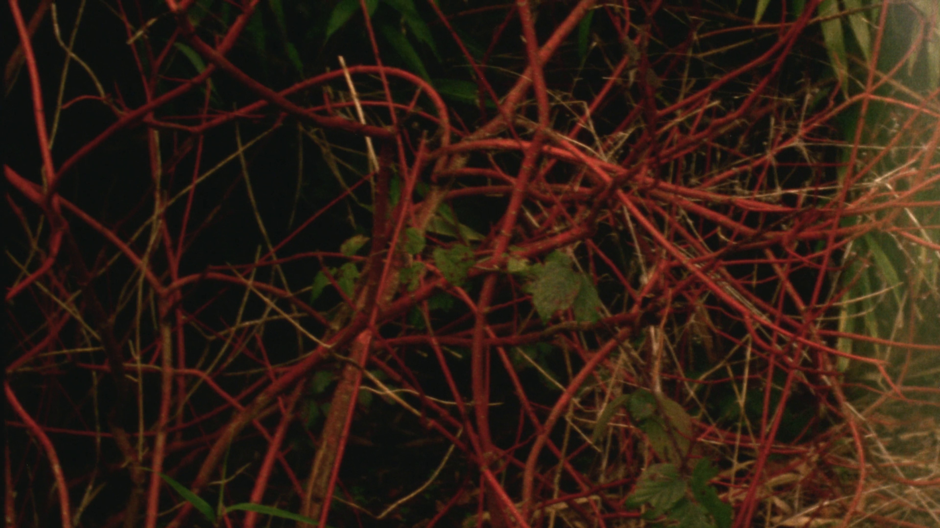 BURBERRY I HARRODS Knight Blue 024 (2024) —  shot,  lighting