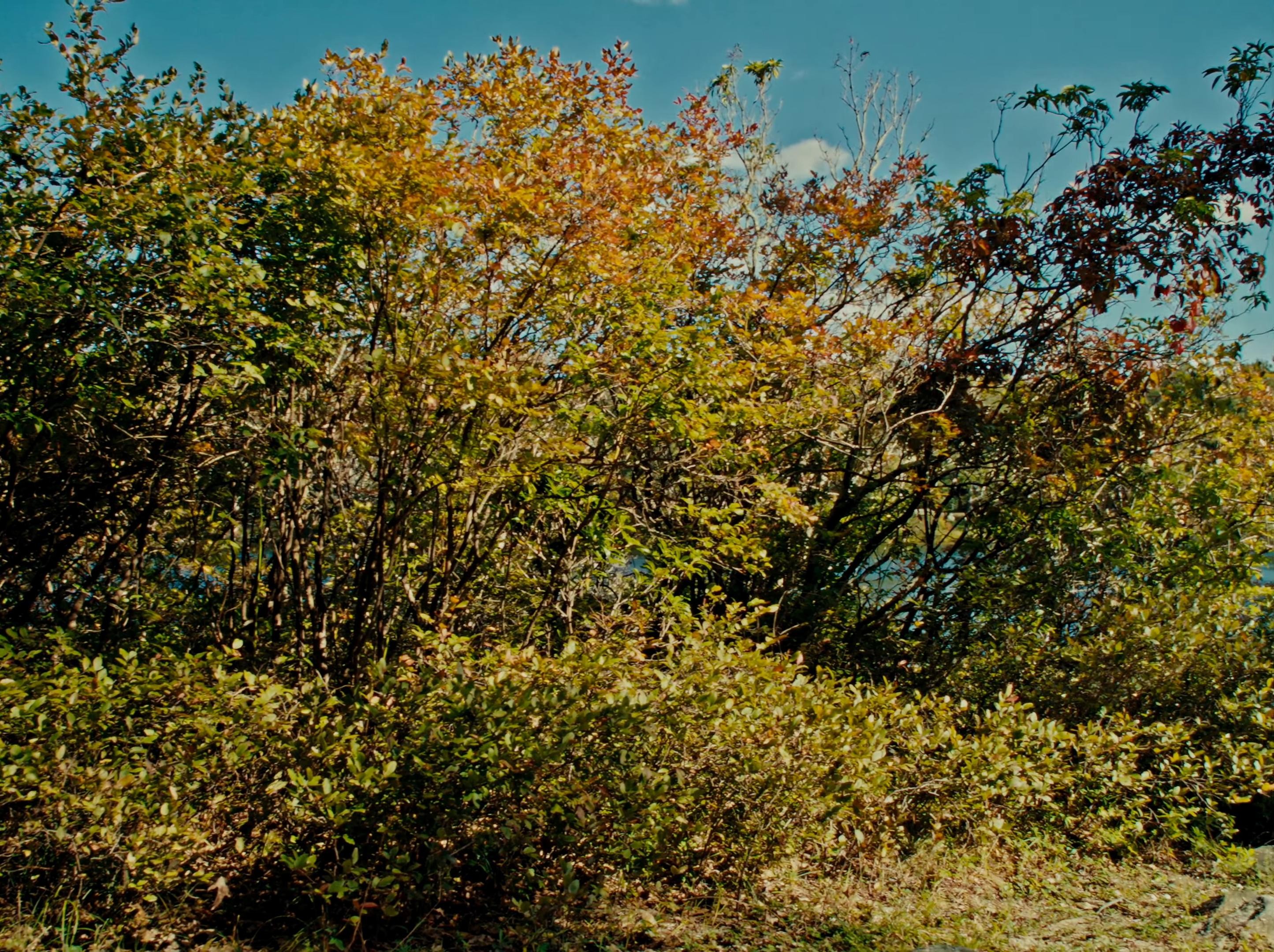 No Budget (2025) —  shot,  lighting