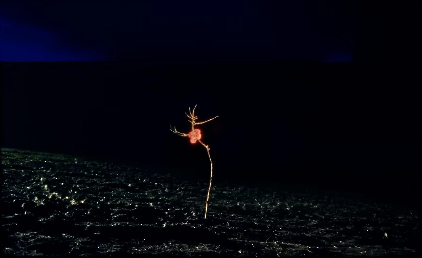 This Is Who I Am (2024) —  shot,  lighting