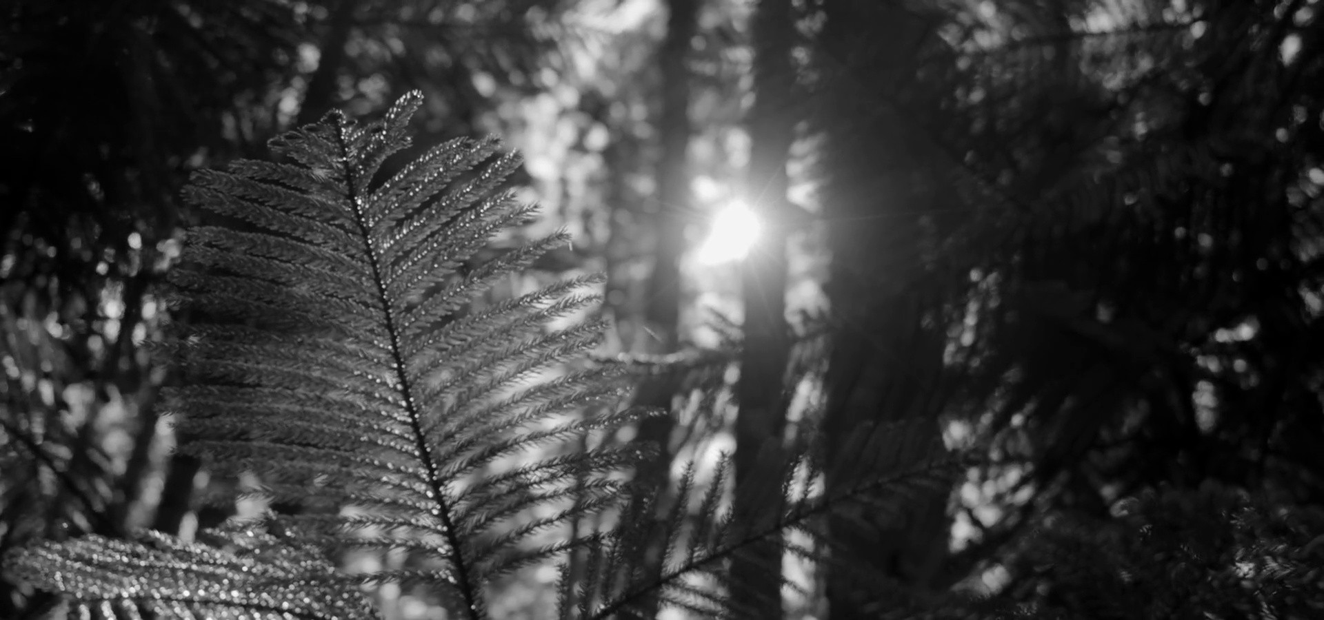 MICALLEF | Royal Vintage Film (2024) (2024) —  shot,  lighting