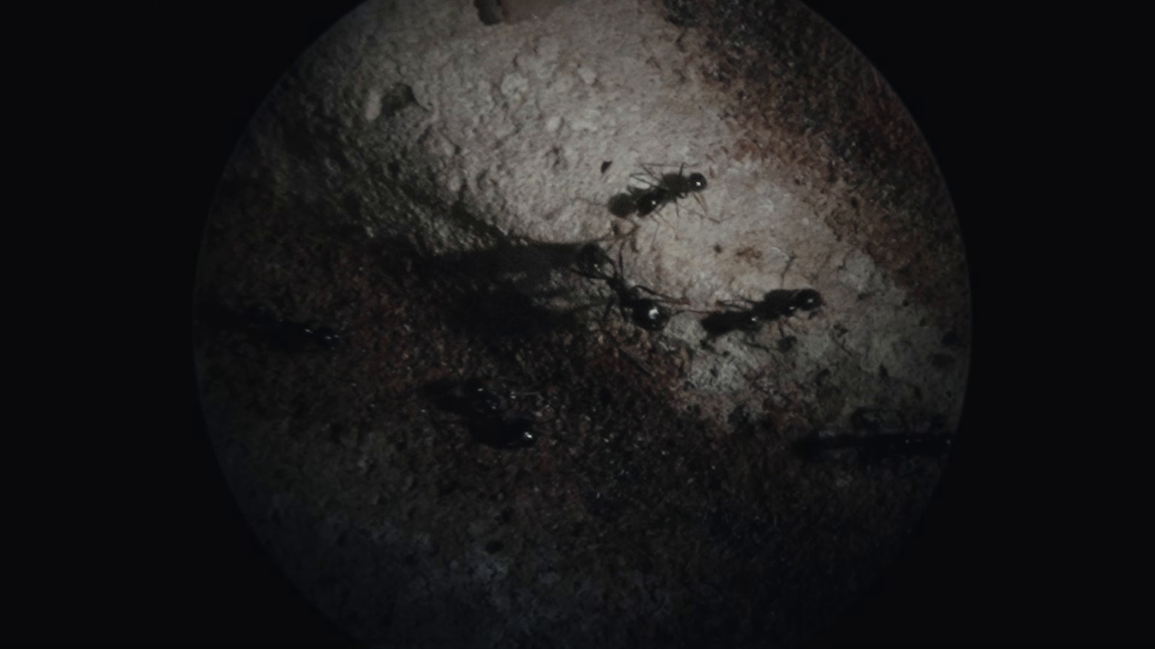 Mathématiques (2026) —  shot,  lighting