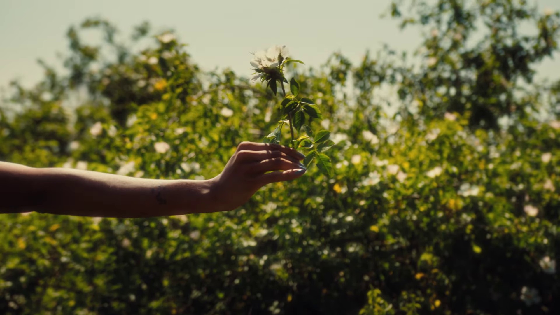 When I'm Back (2023) —  shot,  lighting