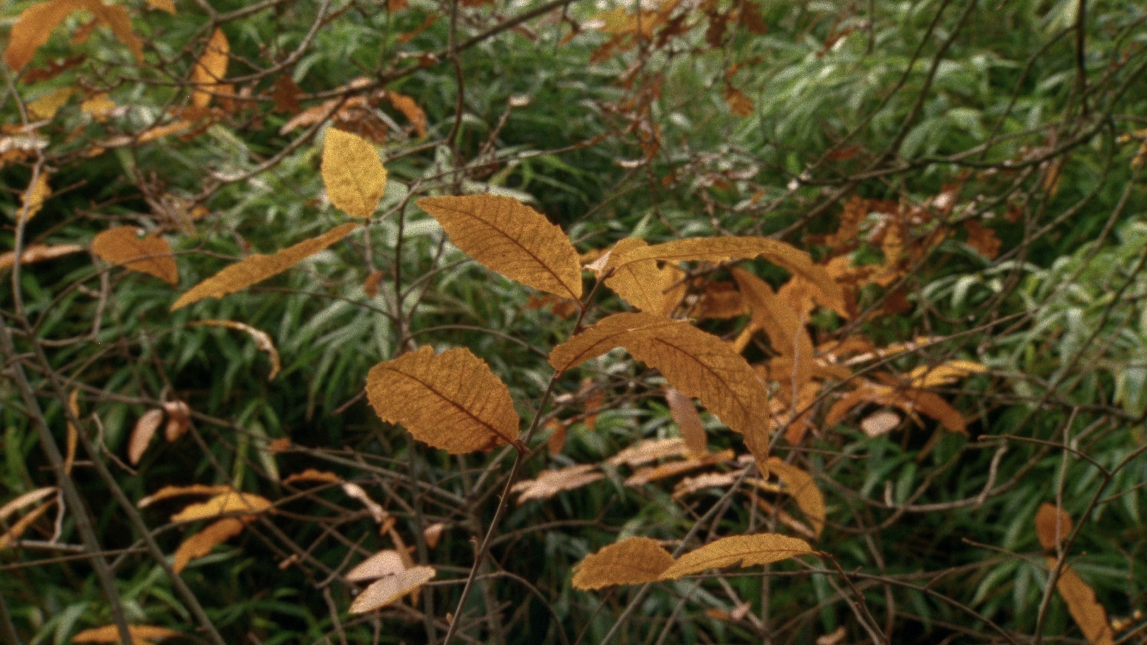 BURBERRY I HARRODS Knight Blue 024 (2024) —  shot,  lighting