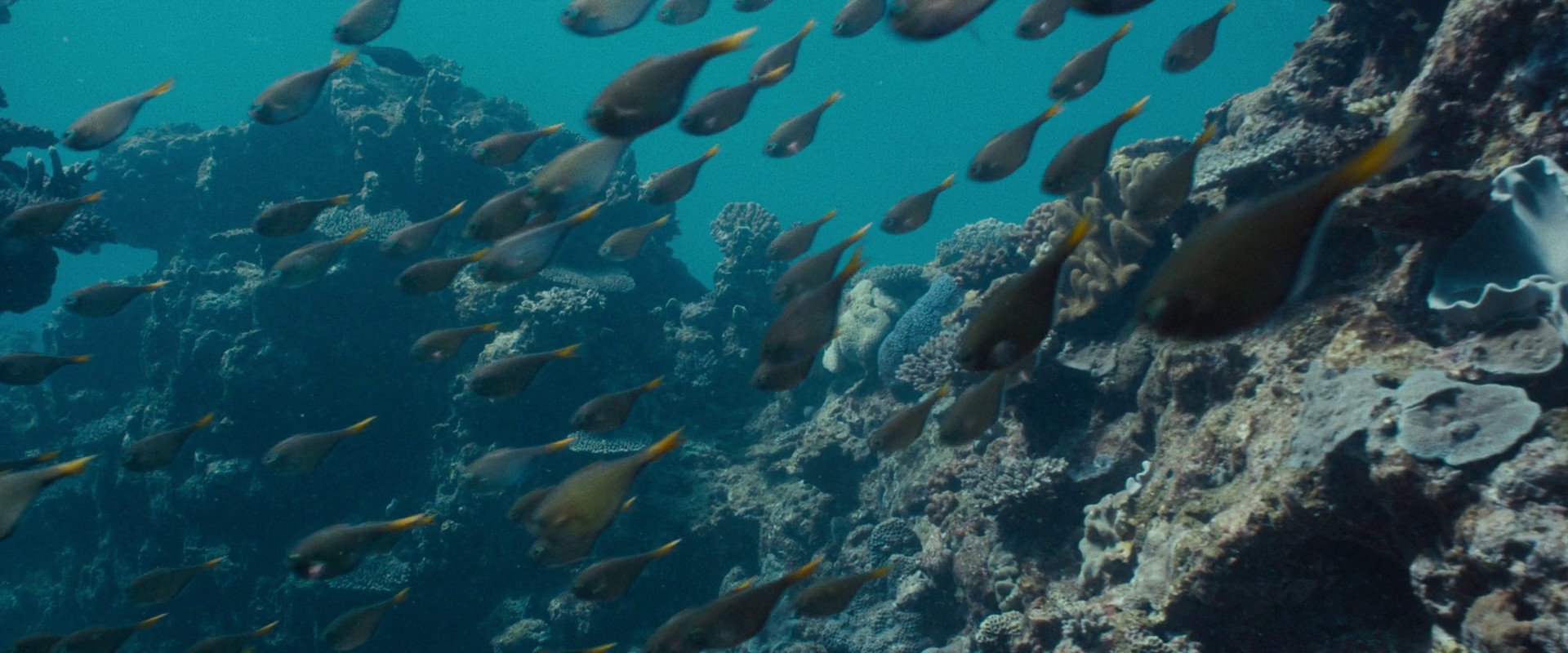 Blueback (2022) —  shot,  lighting