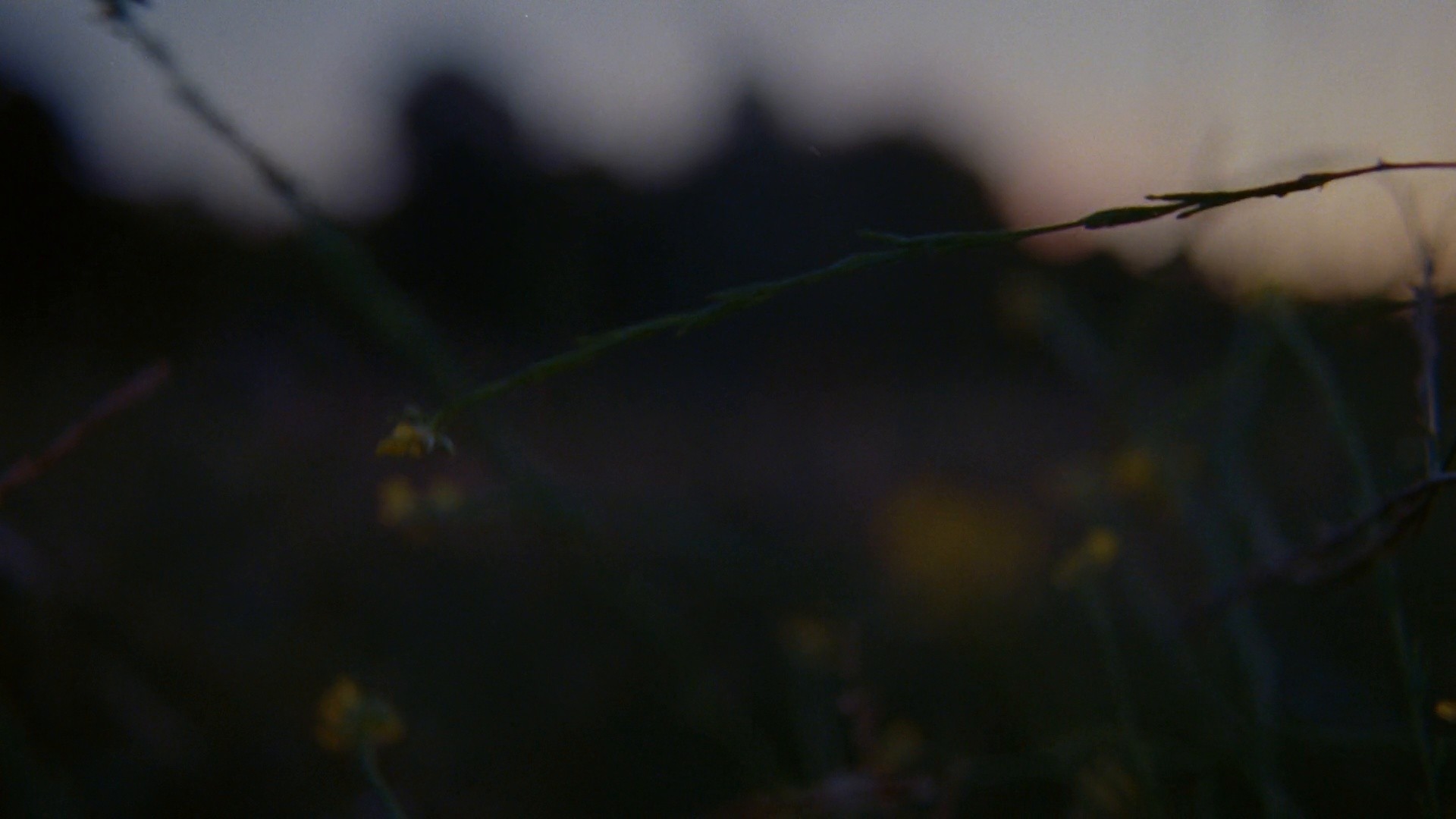 070 Shake | Natural Habitat (dir. Machine Operated) (2023) —  shot,  lighting