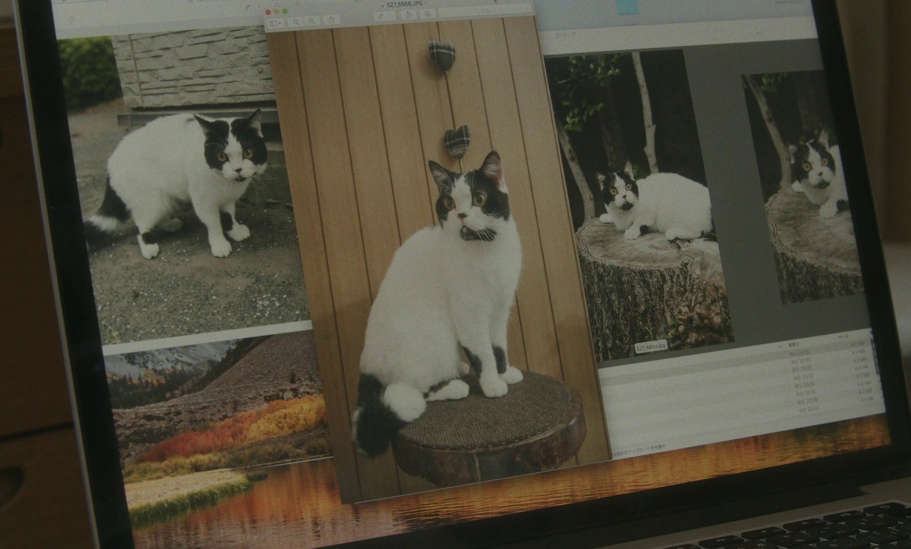 Neko wa Nigeta (2022) —  shot,  lighting