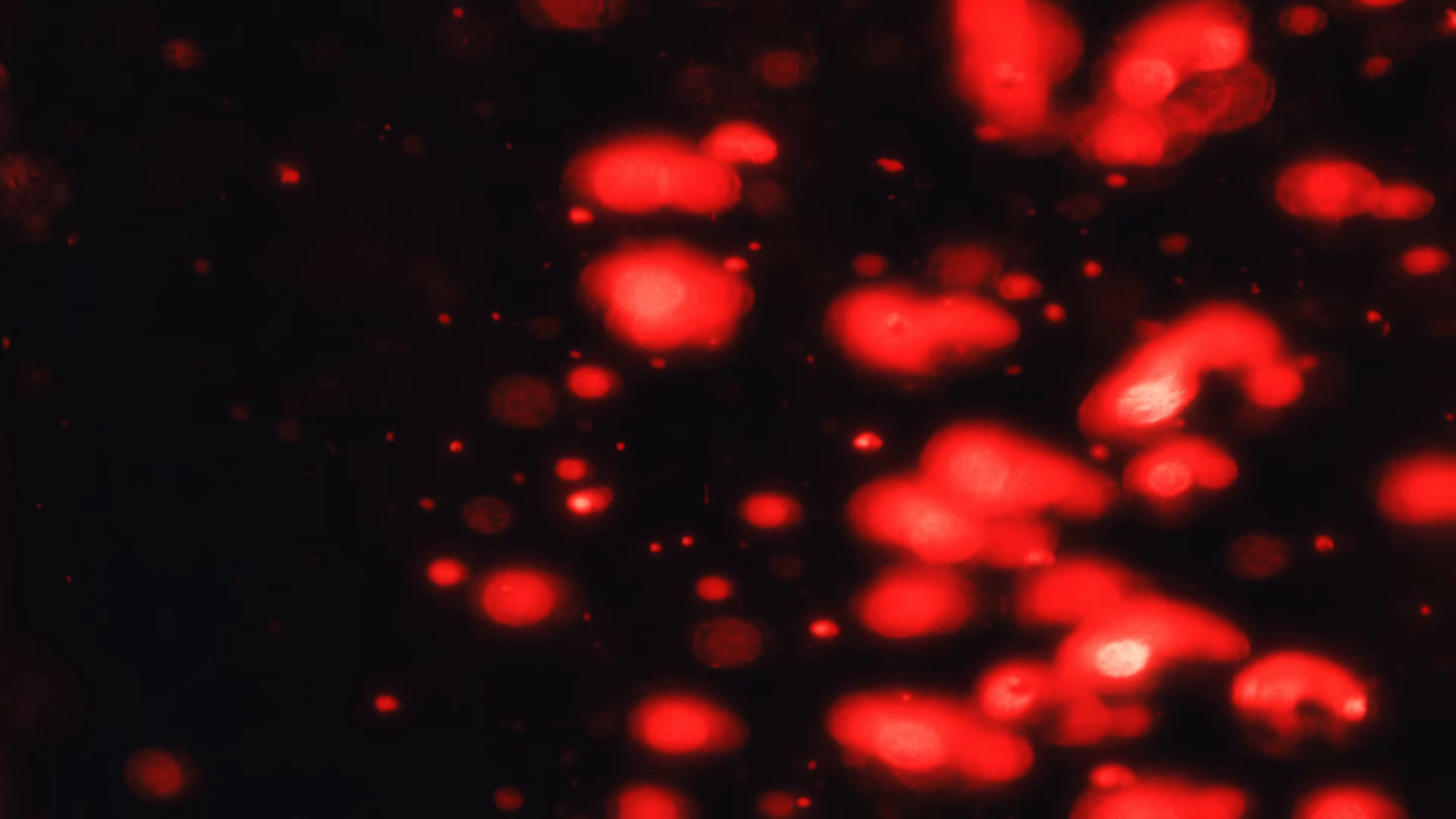 Cherry Sky (2025) —  shot,  lighting