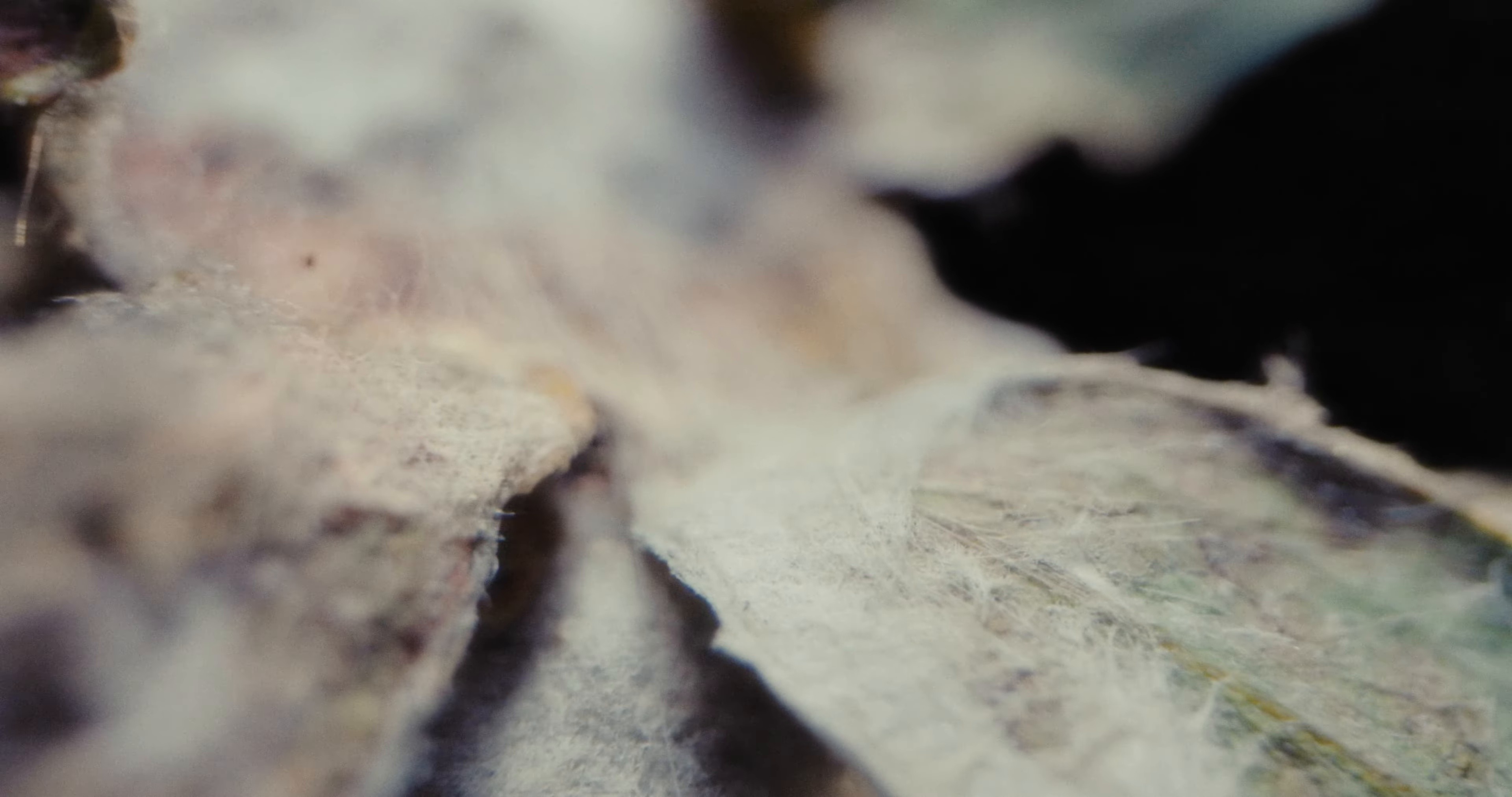 LSD (2025) —  shot,  lighting