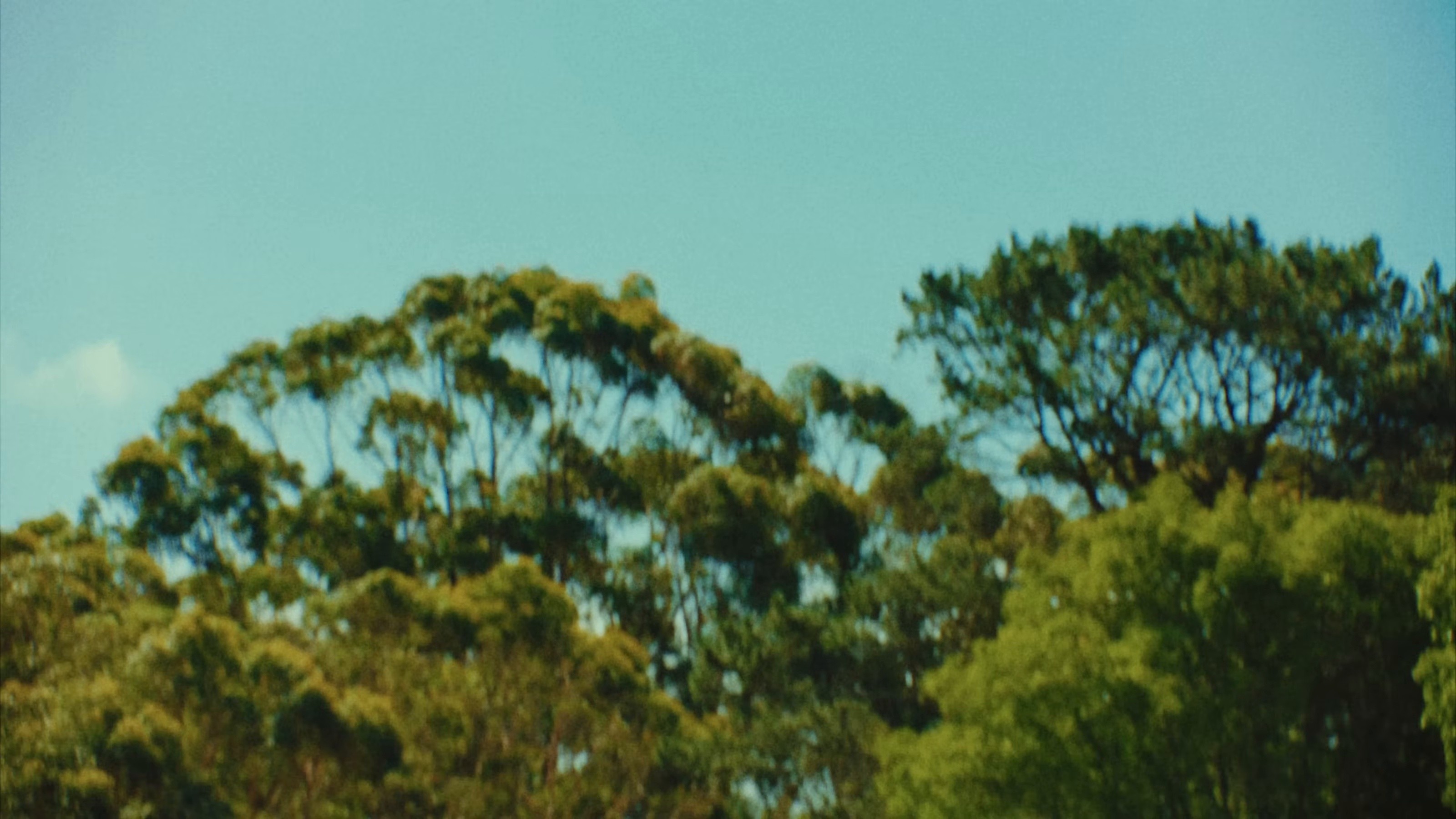 Dandelion (2025) —  shot,  lighting