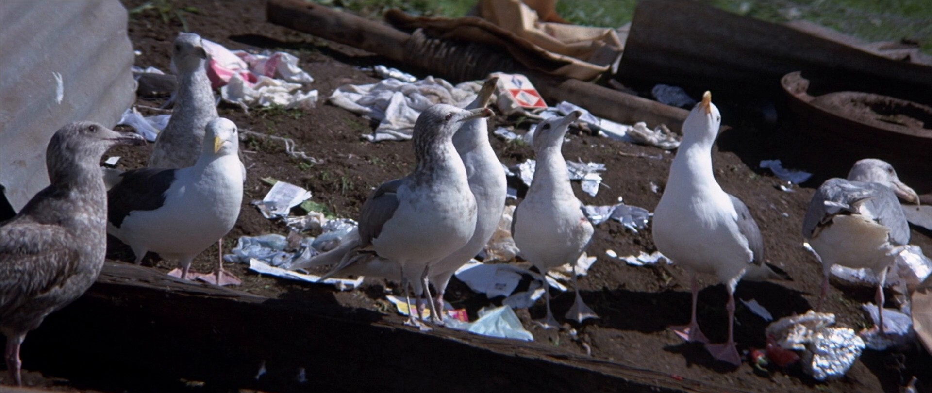 Jonathan Livingston Seagull (1973) —  shot,  lighting