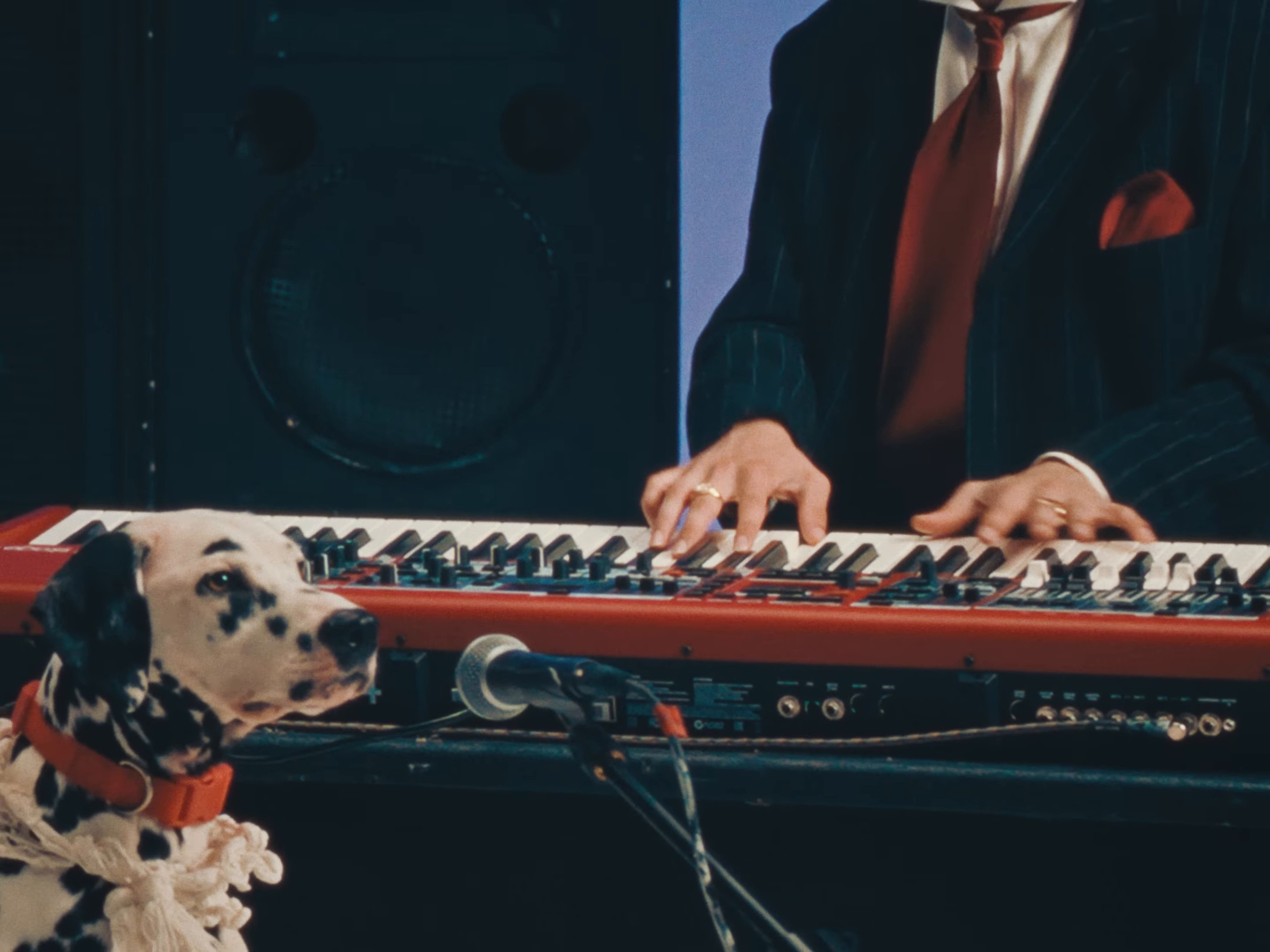 dog (2024) —  shot,  lighting