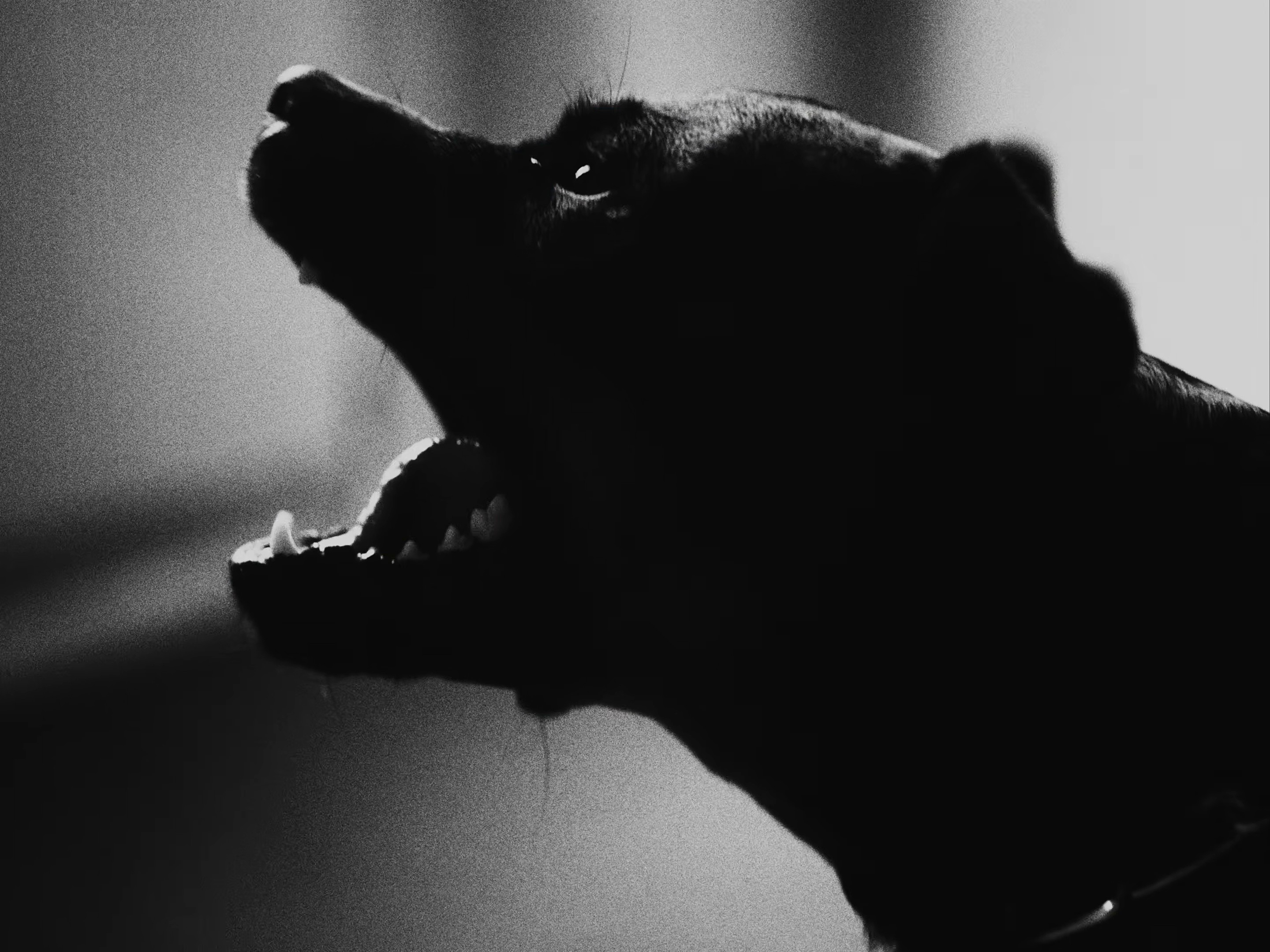 Ibiza (2026) —  shot,  lighting