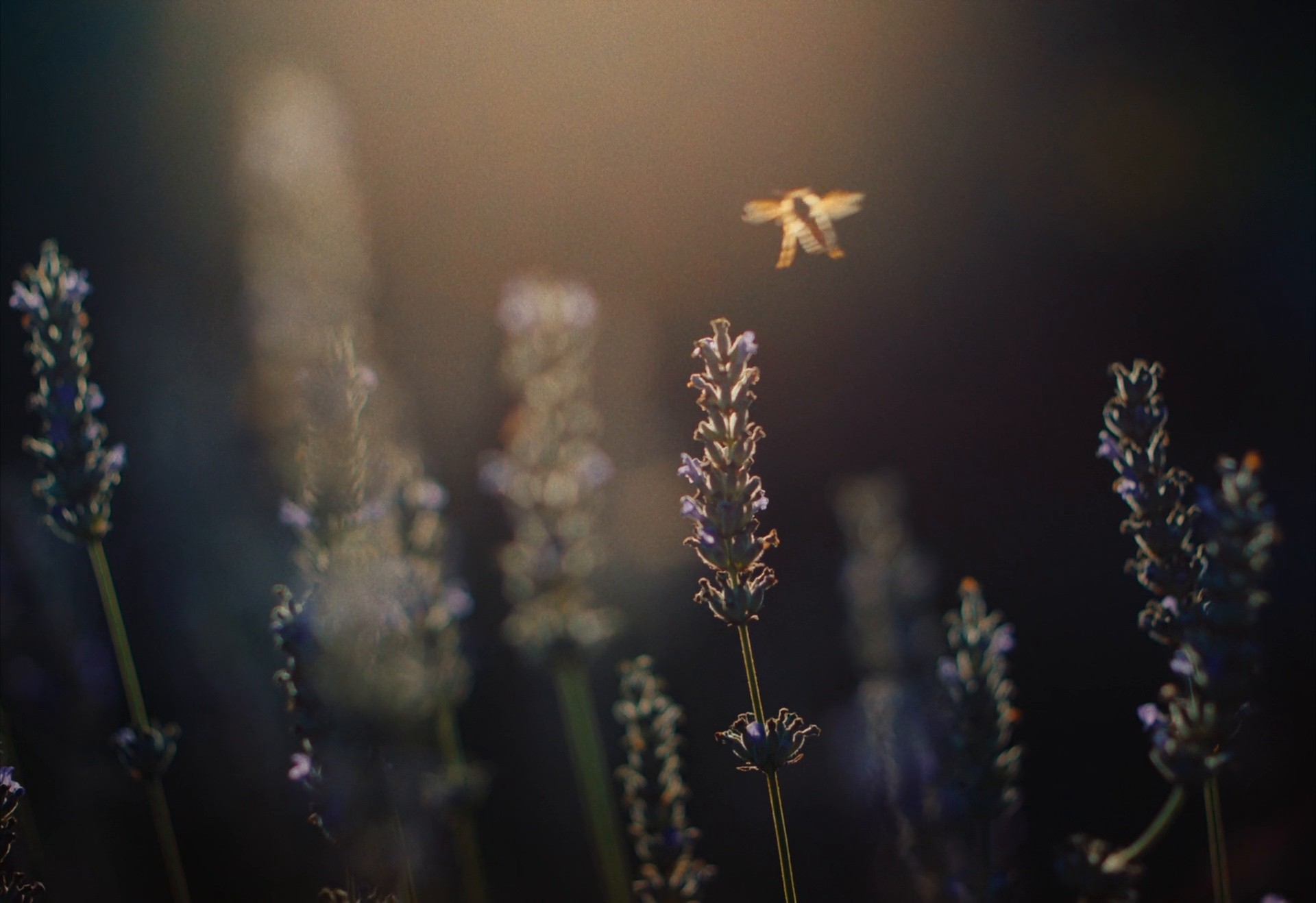 One Development - The Moments (2024) —  shot,  lighting